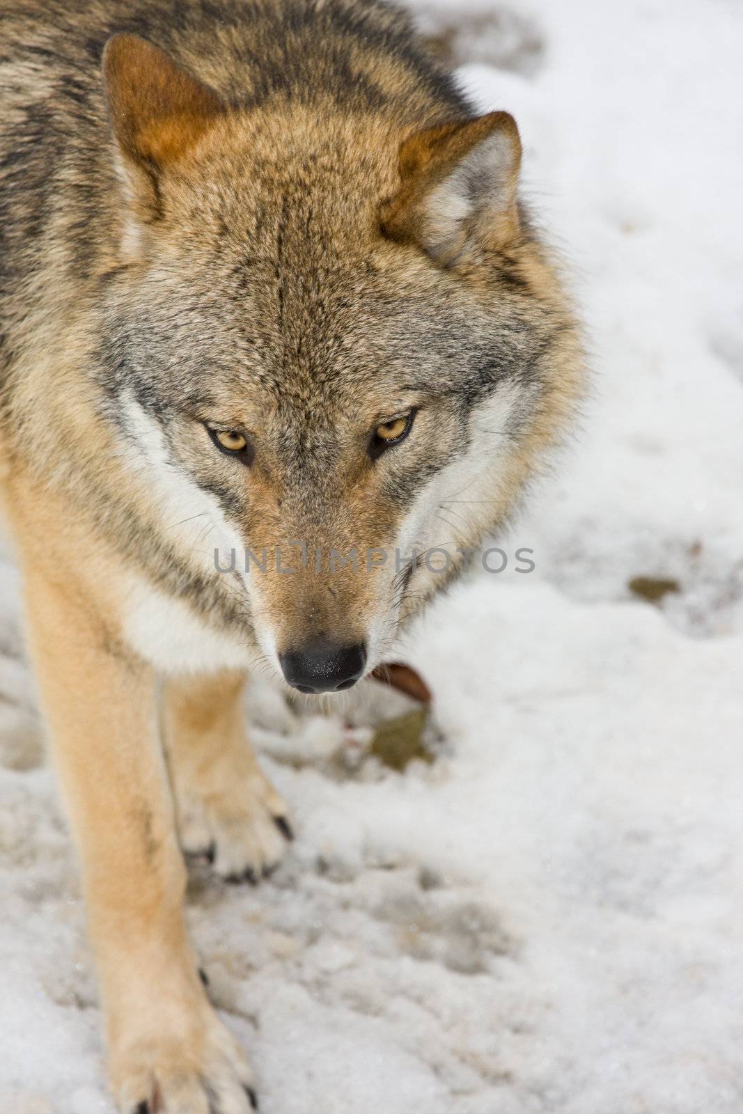 wild wolf in a forrest by bernjuer