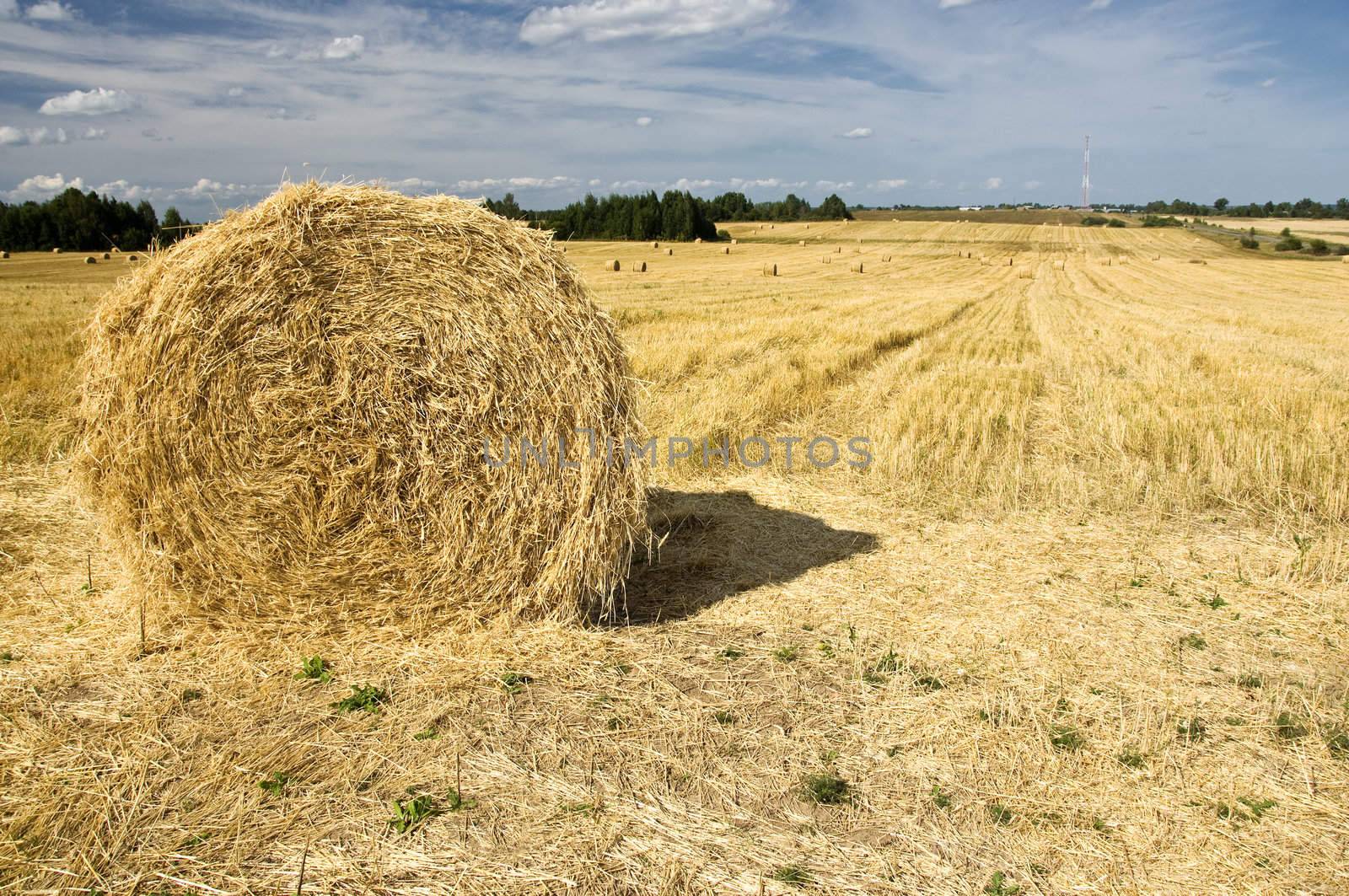 haystack on the meadow in sunny day field full of hay bales