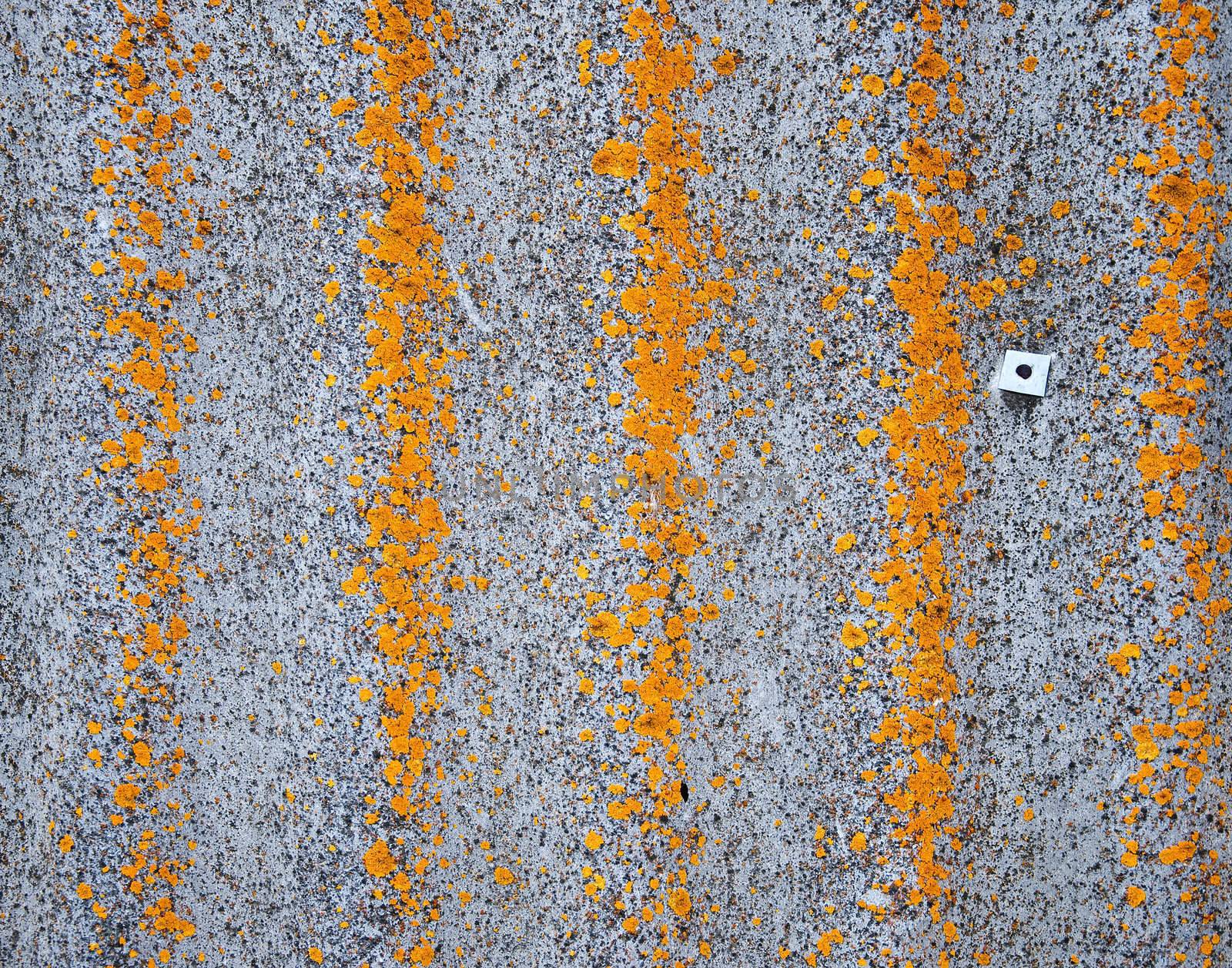 moss on wall background on stone background