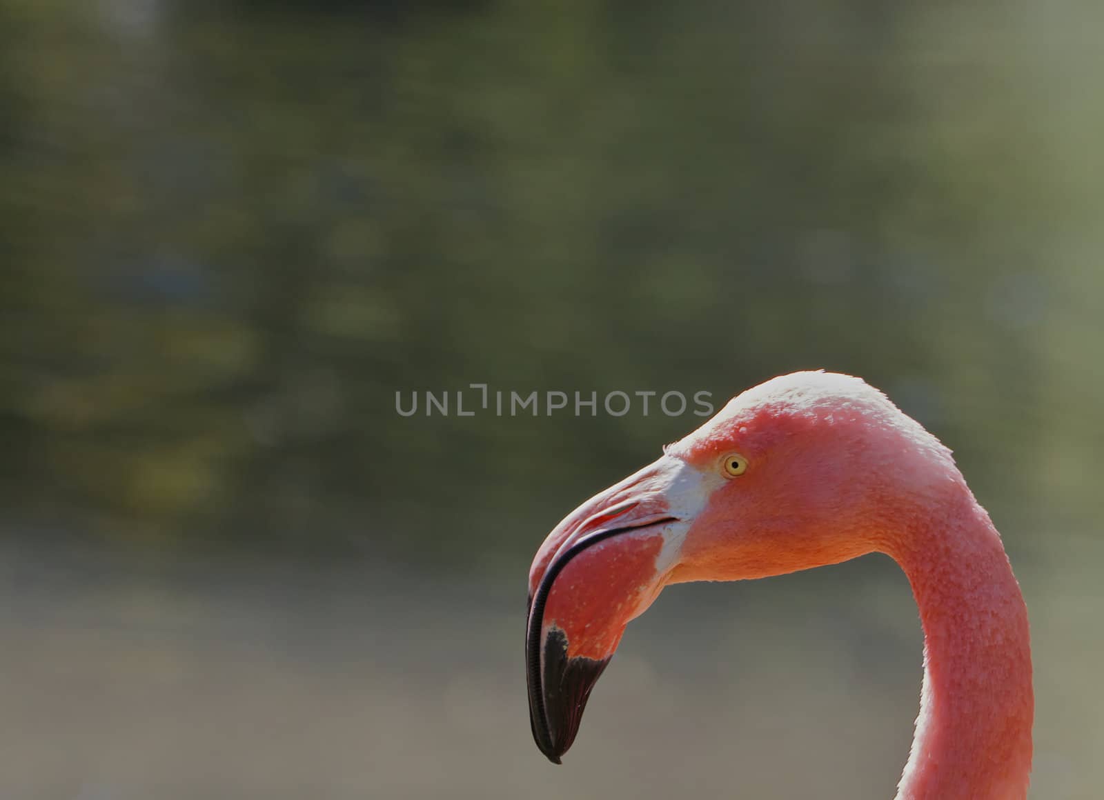 Flamingo Head in Profile against a soft focus pond or lagoon