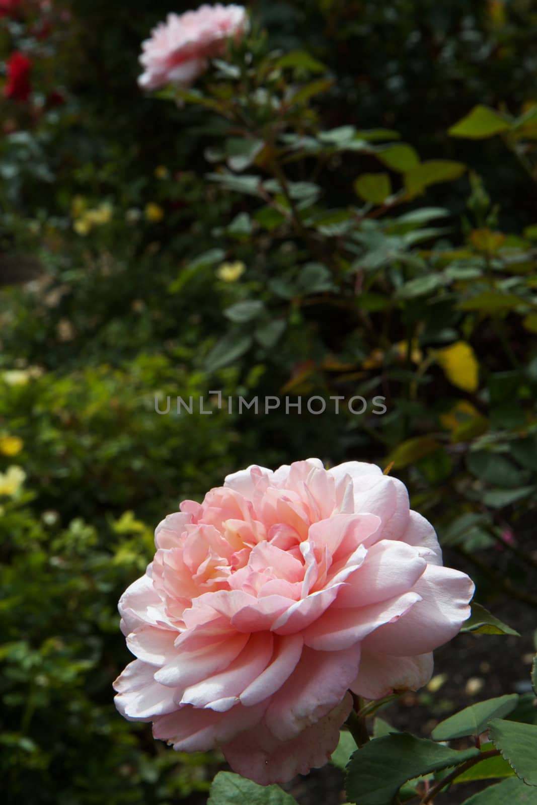 Large Pink Rose with soft focus rose in background