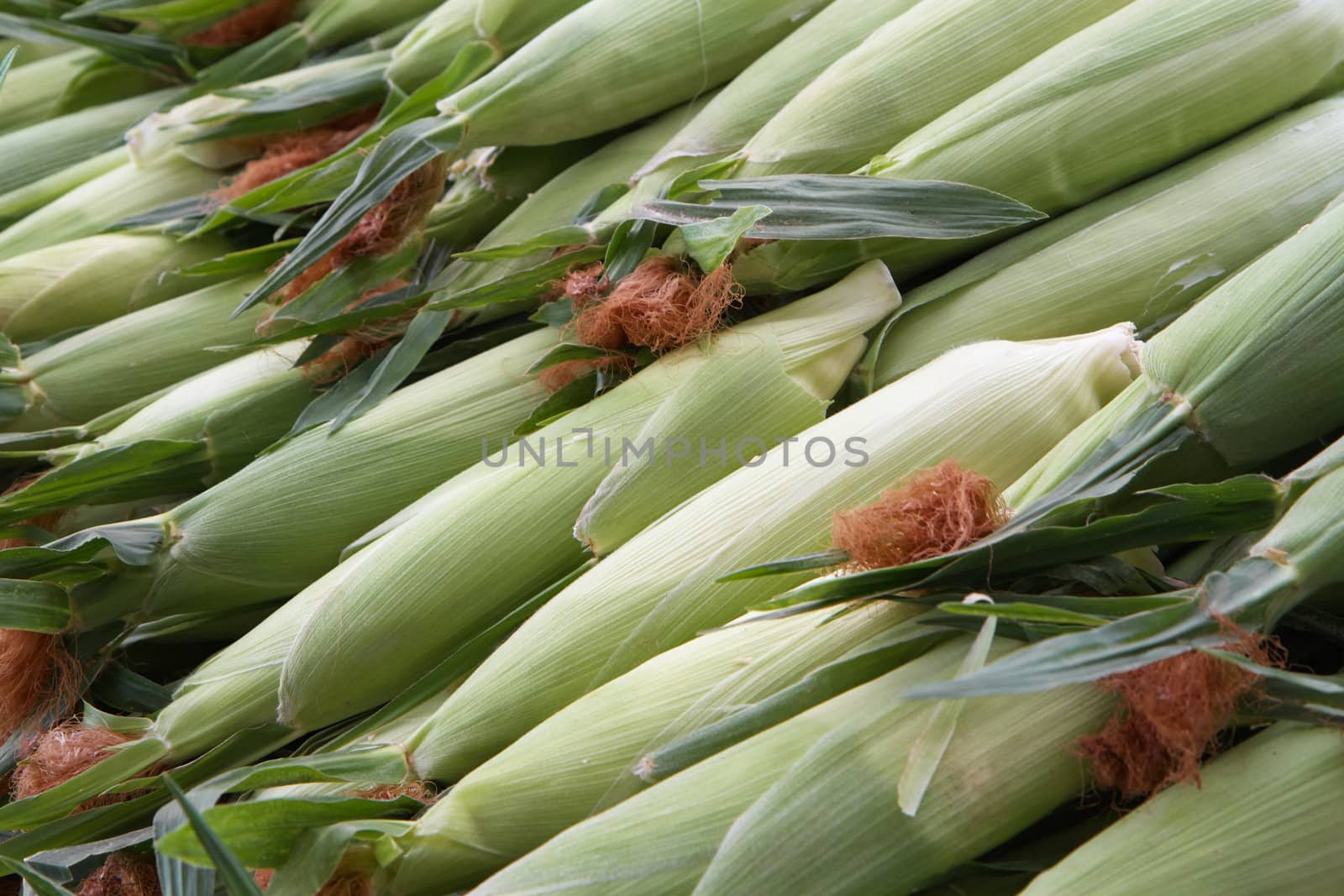 Rows of Corn by bobkeenan