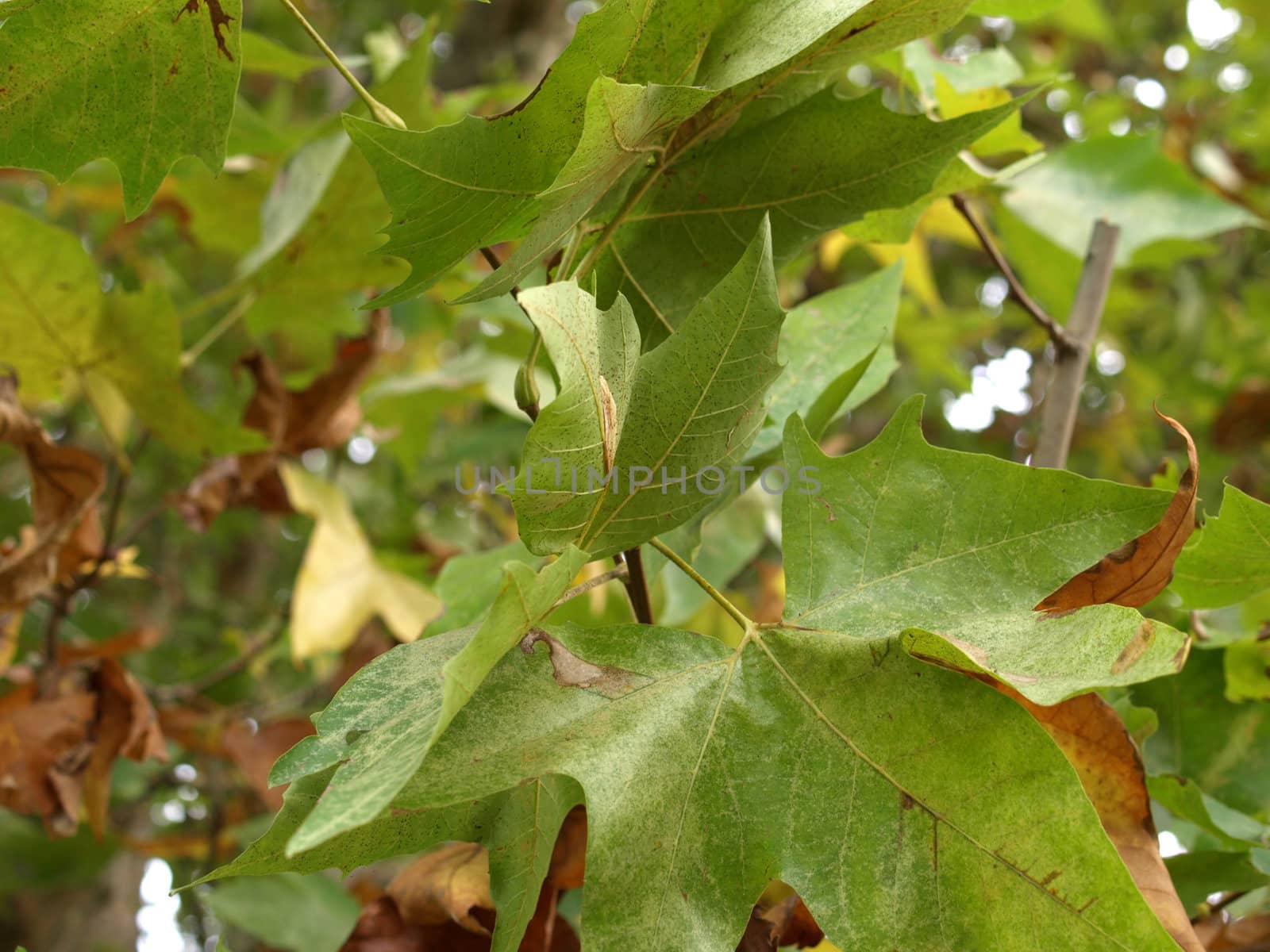 Leaves by claudiodivizia