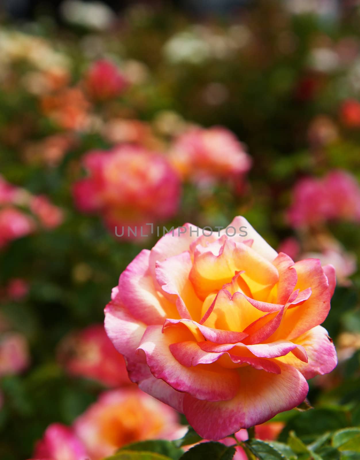 Single red yellow rose with soft focus bushes in the background
