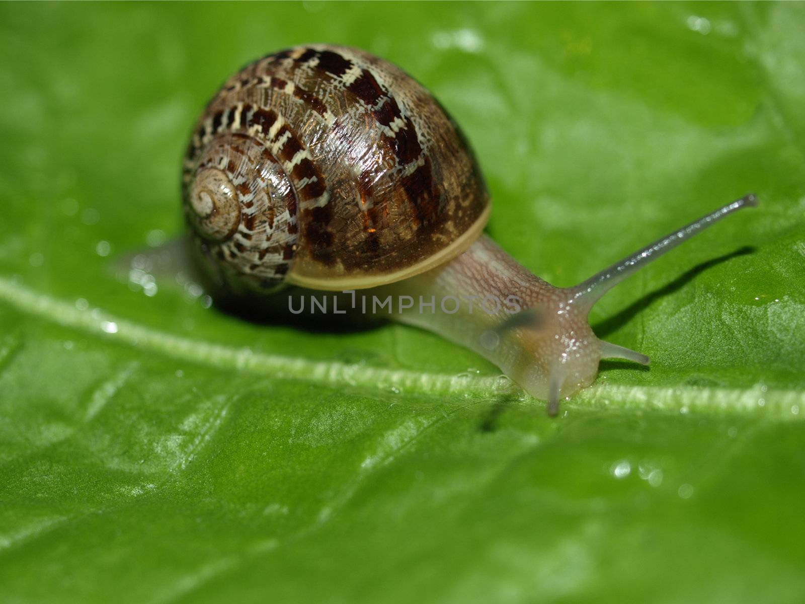 Snail slug by claudiodivizia