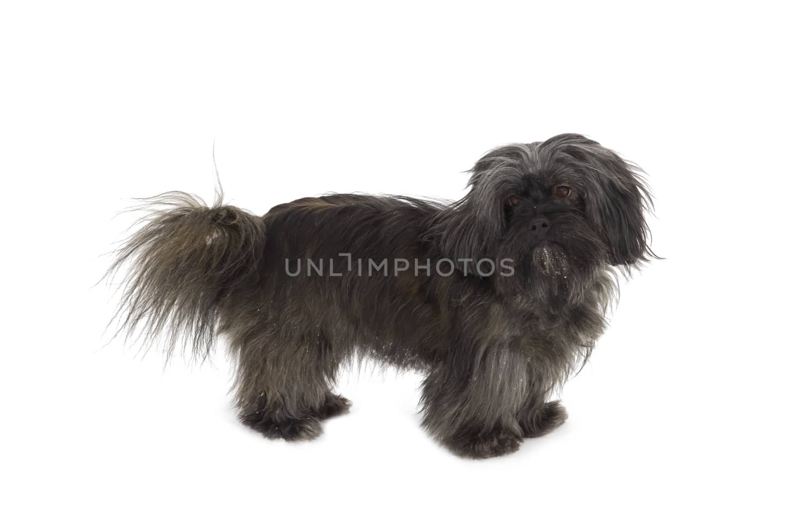 Friendly dog isolated on white background