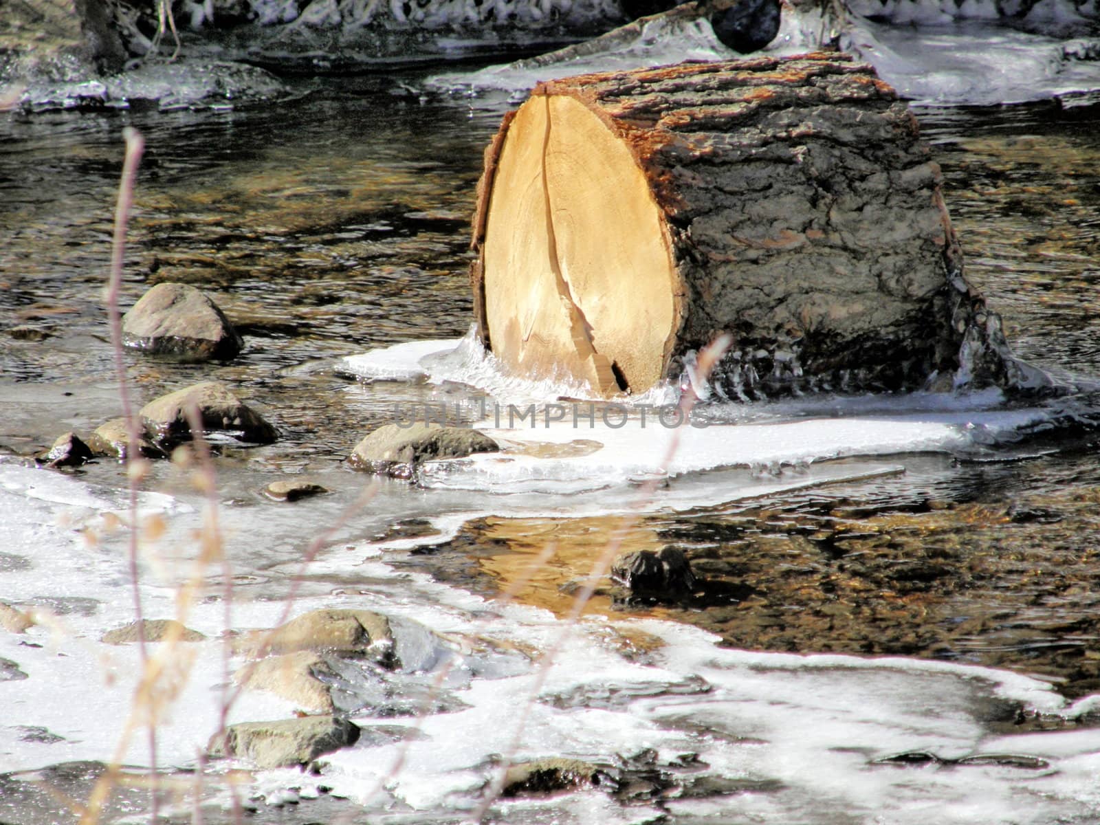 a close-up of a log floating on a river in winter