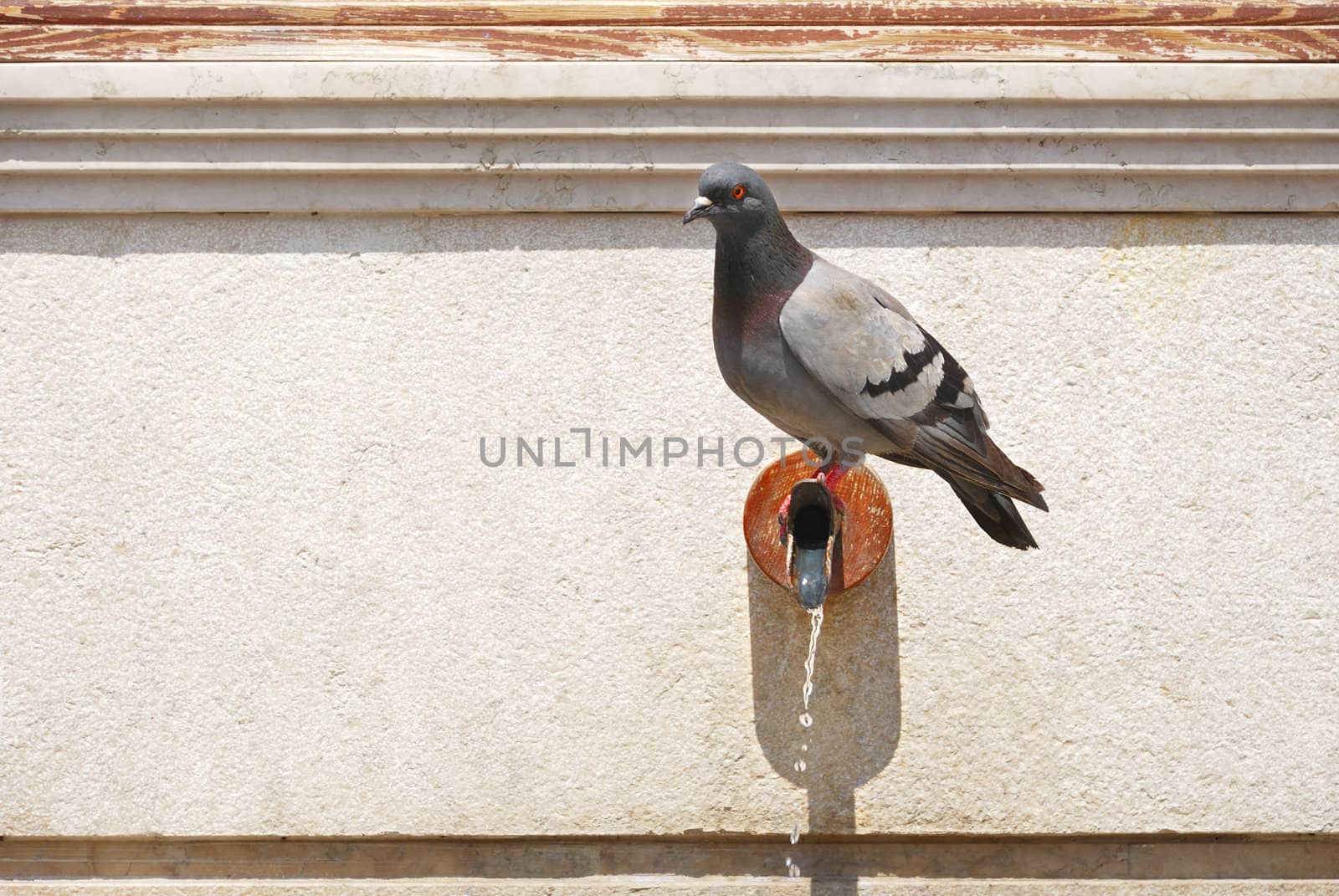A pigeon standing on a pipe on a hot summer day.
