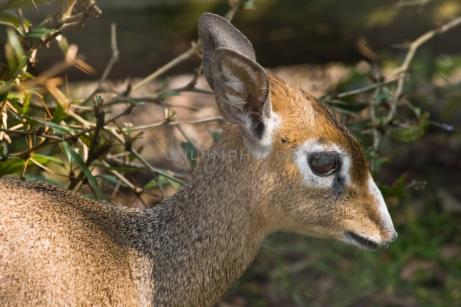 Kirk's dik-dik is a small african antelope