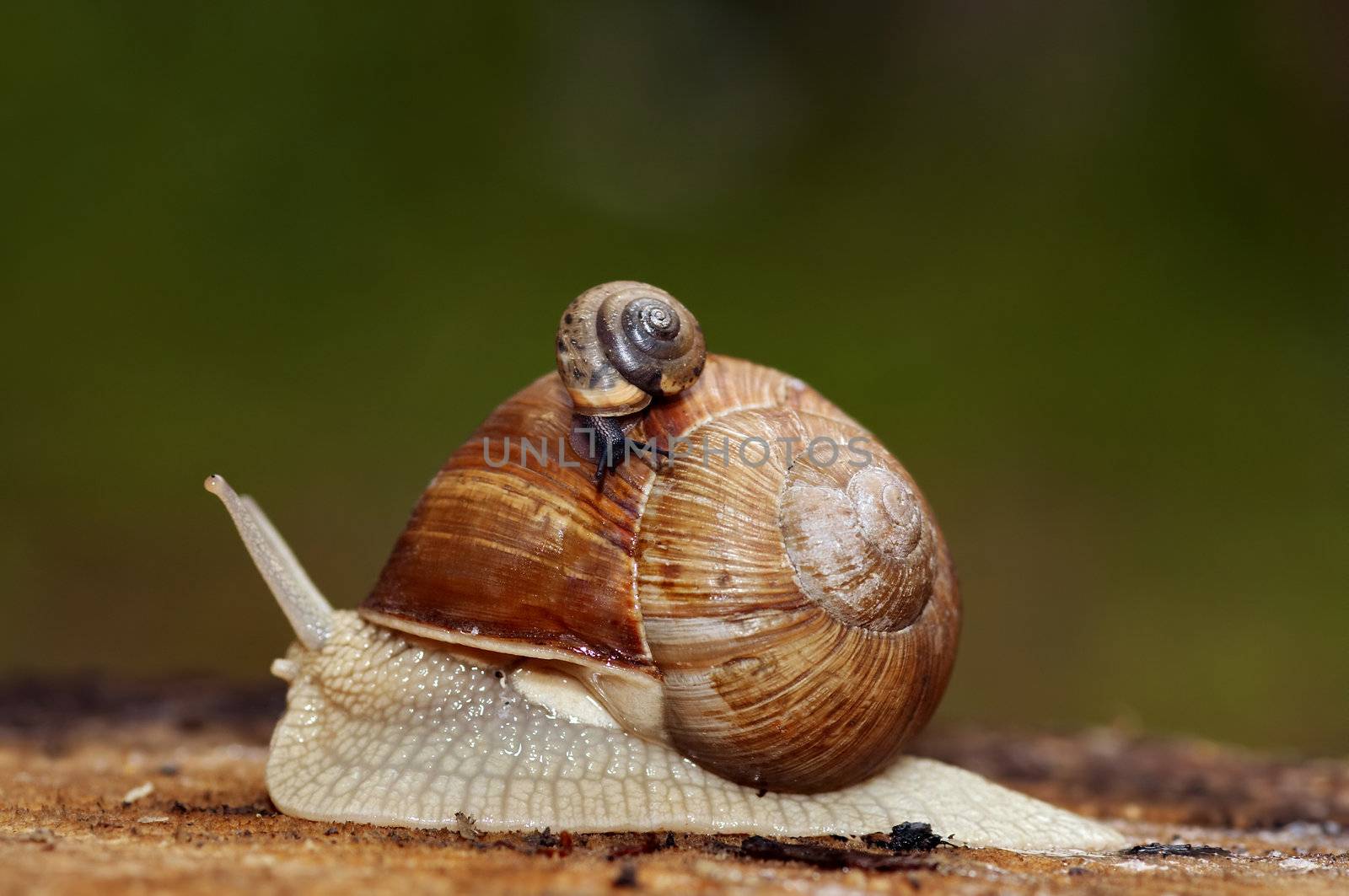 Shot of the speeding snail - carrying trade