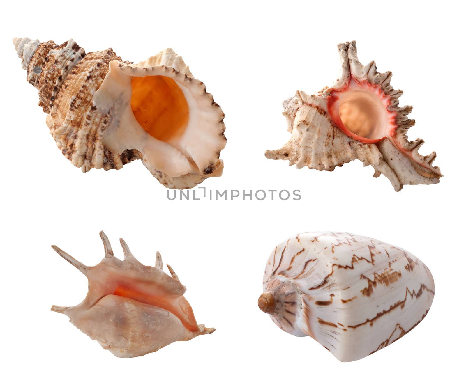 Sea shells isolated on white background