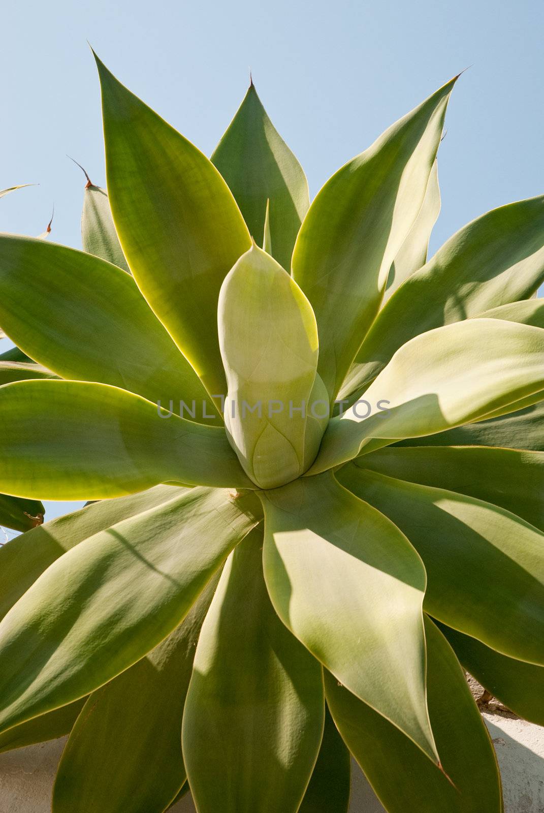 Green leaves of exotic plant on a clear blue sky background.