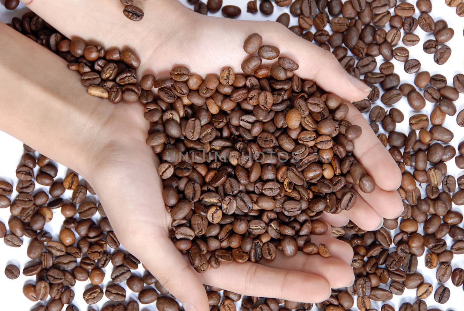 Female hands full of coffee beans over white background