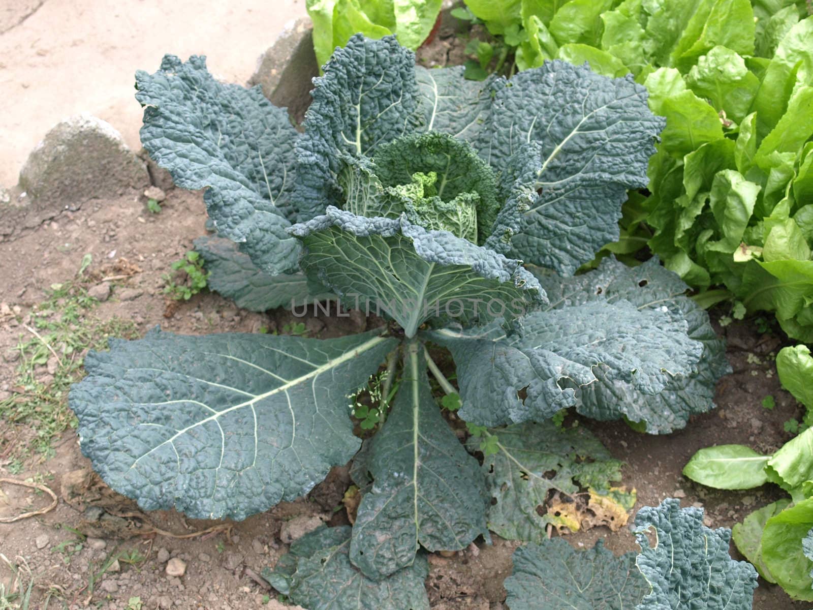 Cabbage vegetable