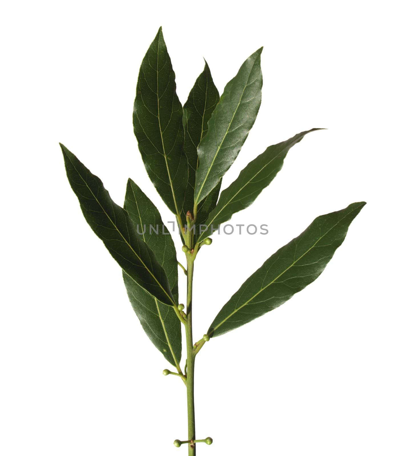 Laurus leaves isolated