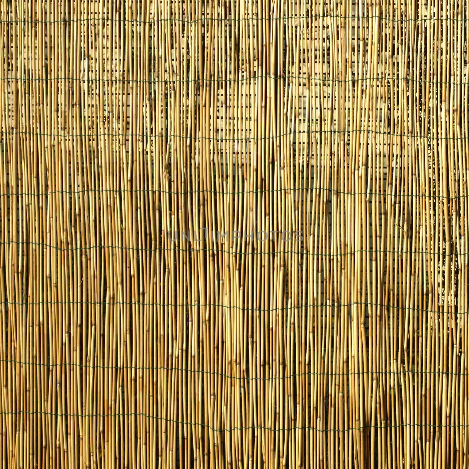 Bamboo background by claudiodivizia