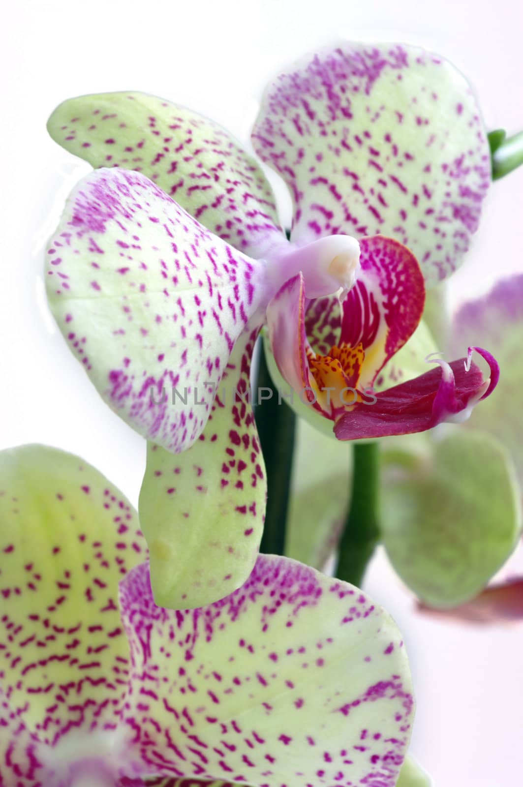 orchids on the white background