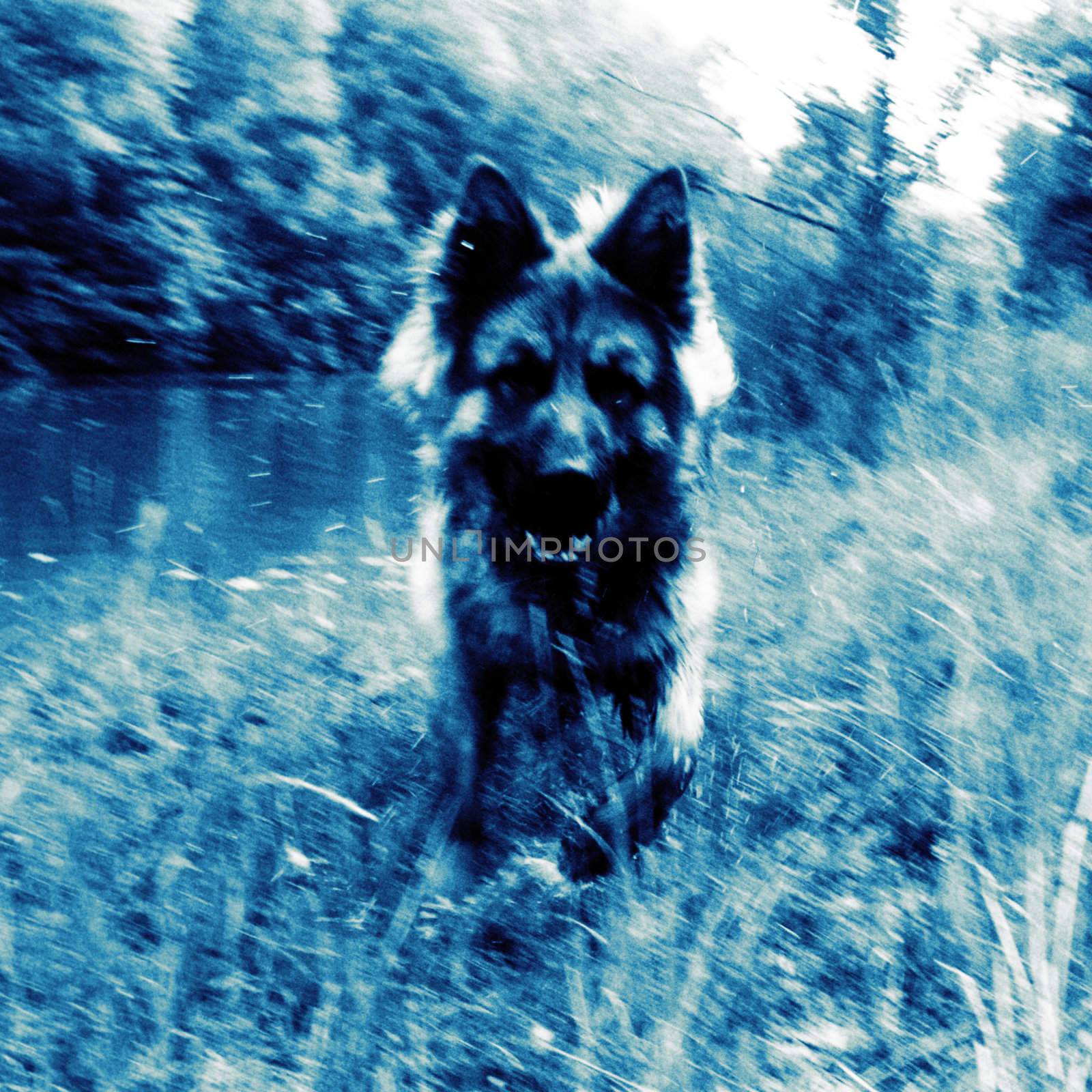 German Sheperd Dog running, motion blur, water drops