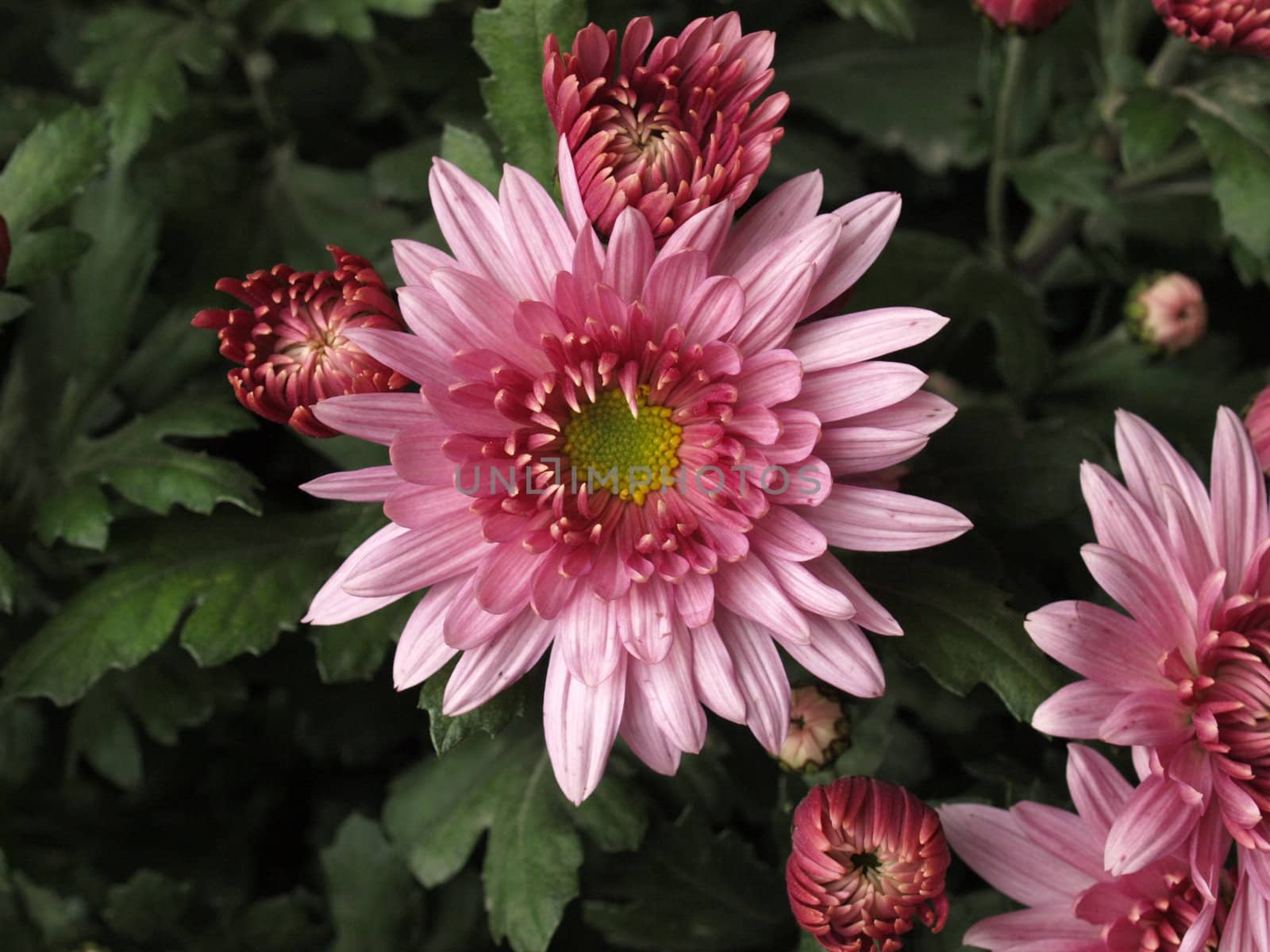 Chrysanthemum by claudiodivizia