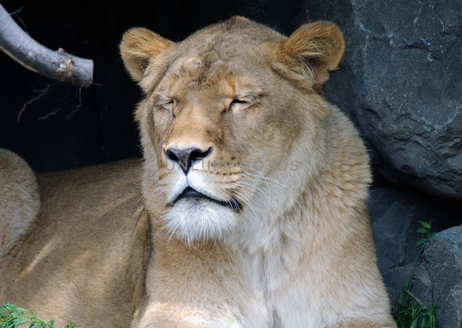 Female Lion by nialat