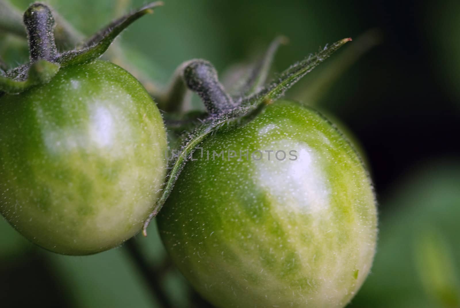Close up picture of green tomatoes on the tomato plant