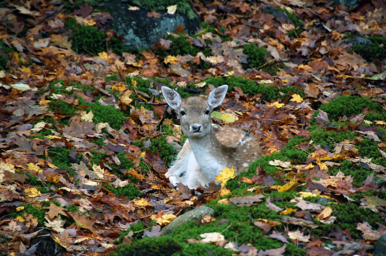 Picture of a deer in the forest in autumn