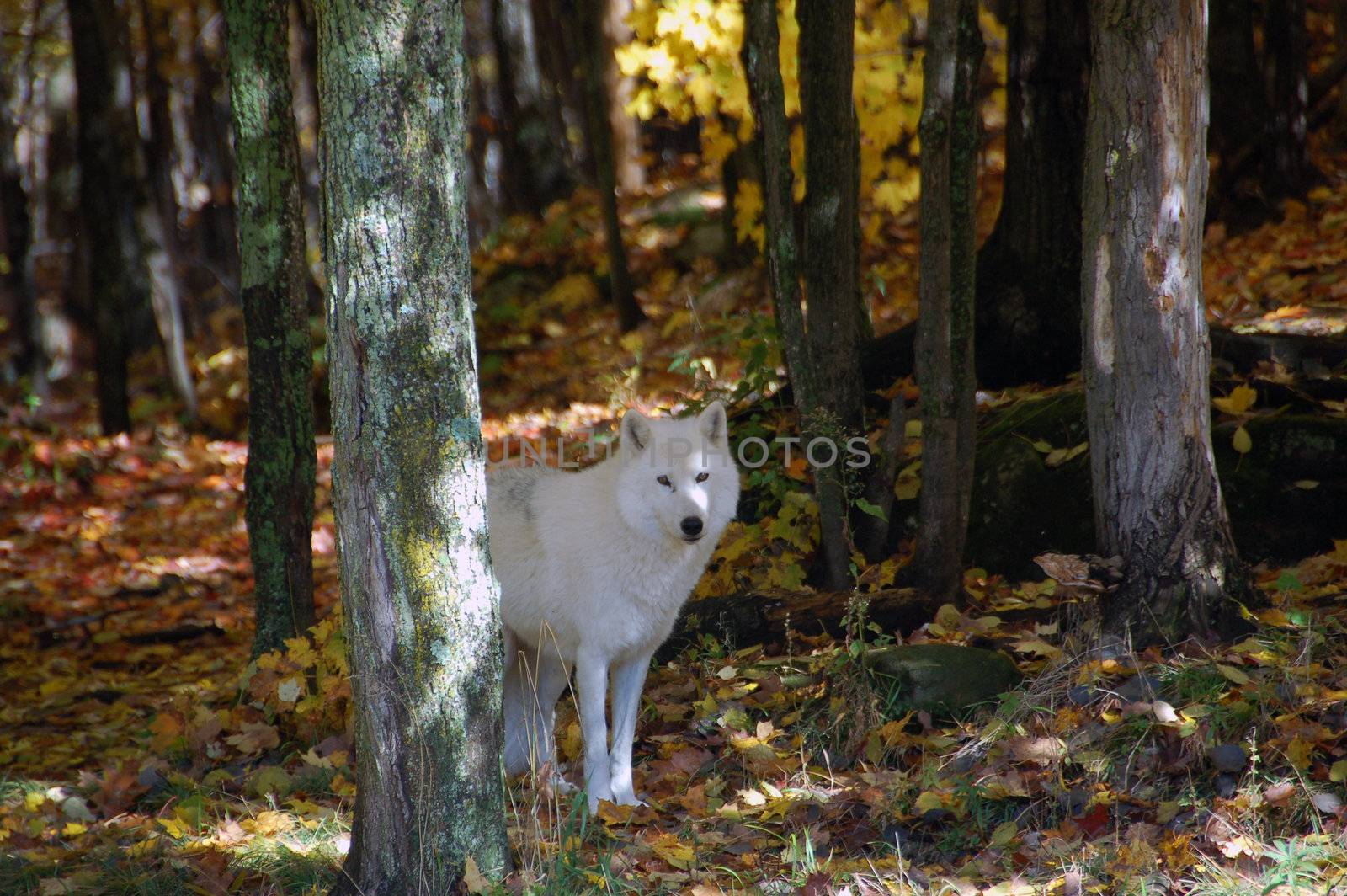 Arctic wolf in a majestic forest in autumn