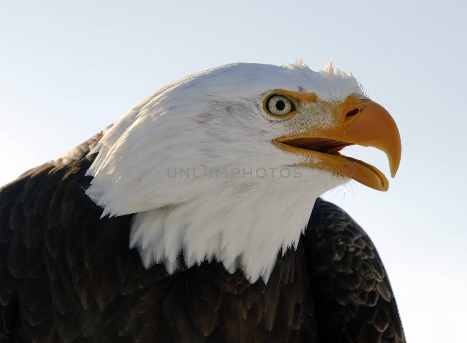 Bald eagle by nialat