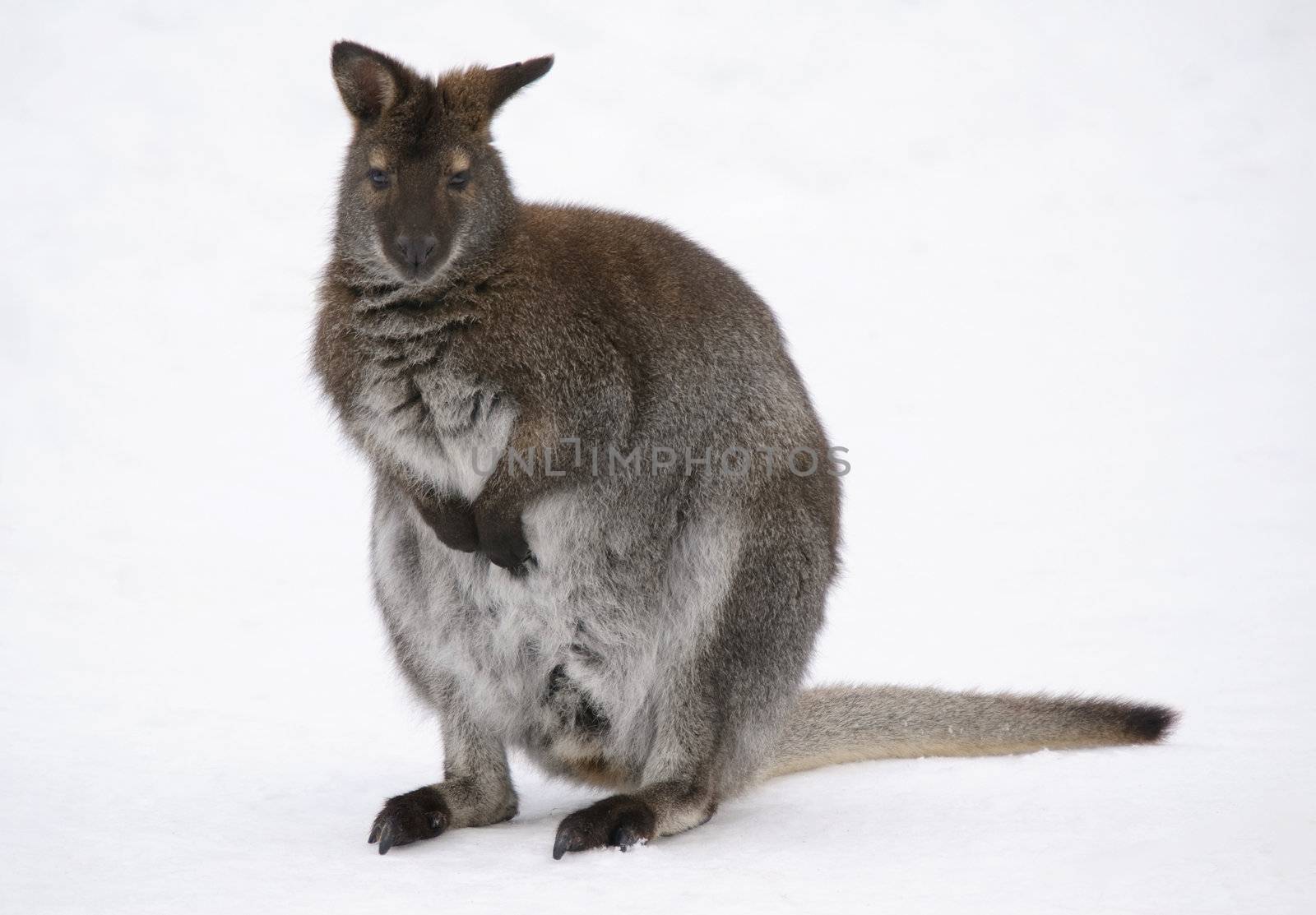 Picture of a kangaroo in the snow in winter