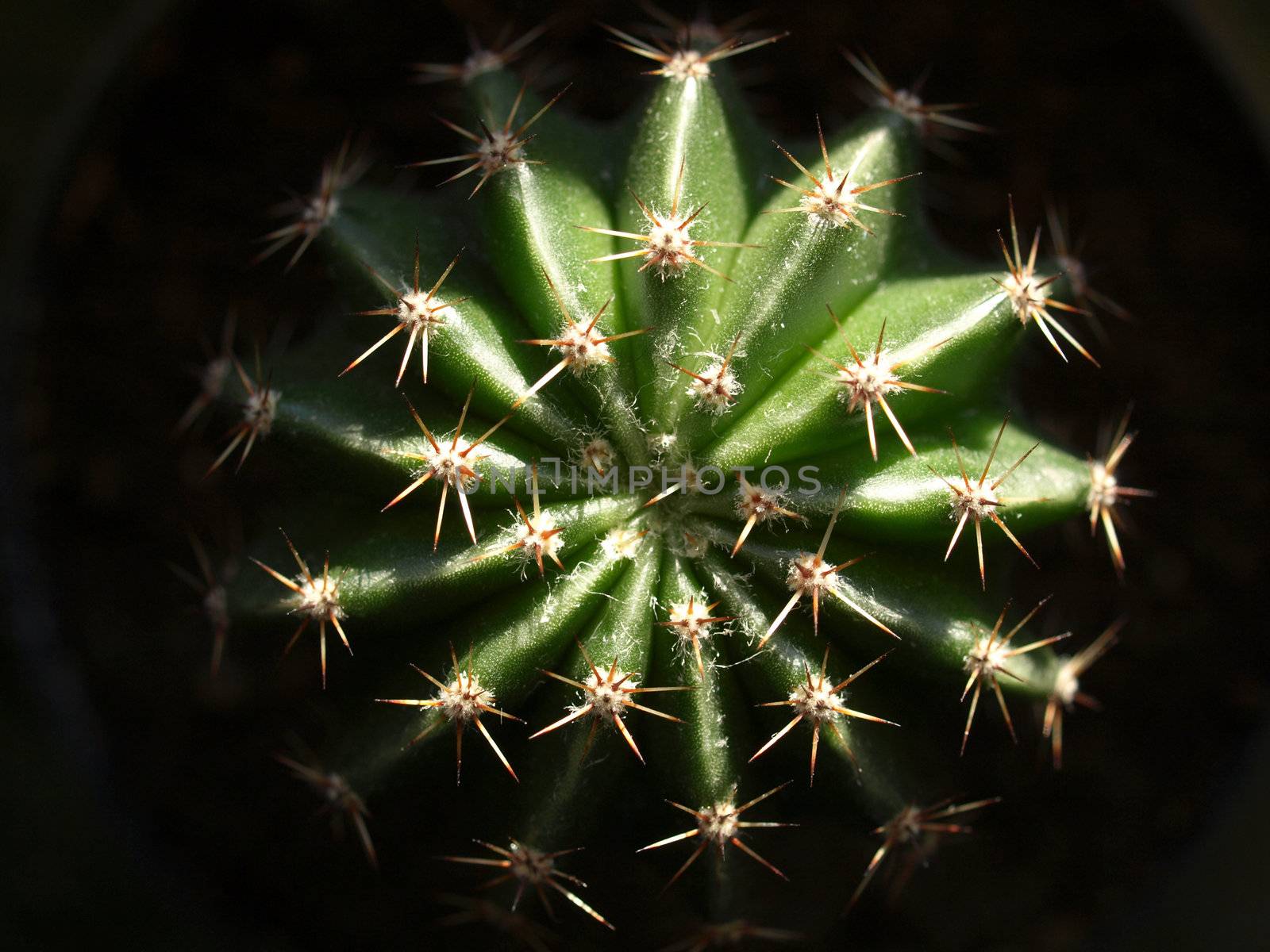 Detail of succulent ornamental Cactus fat plant