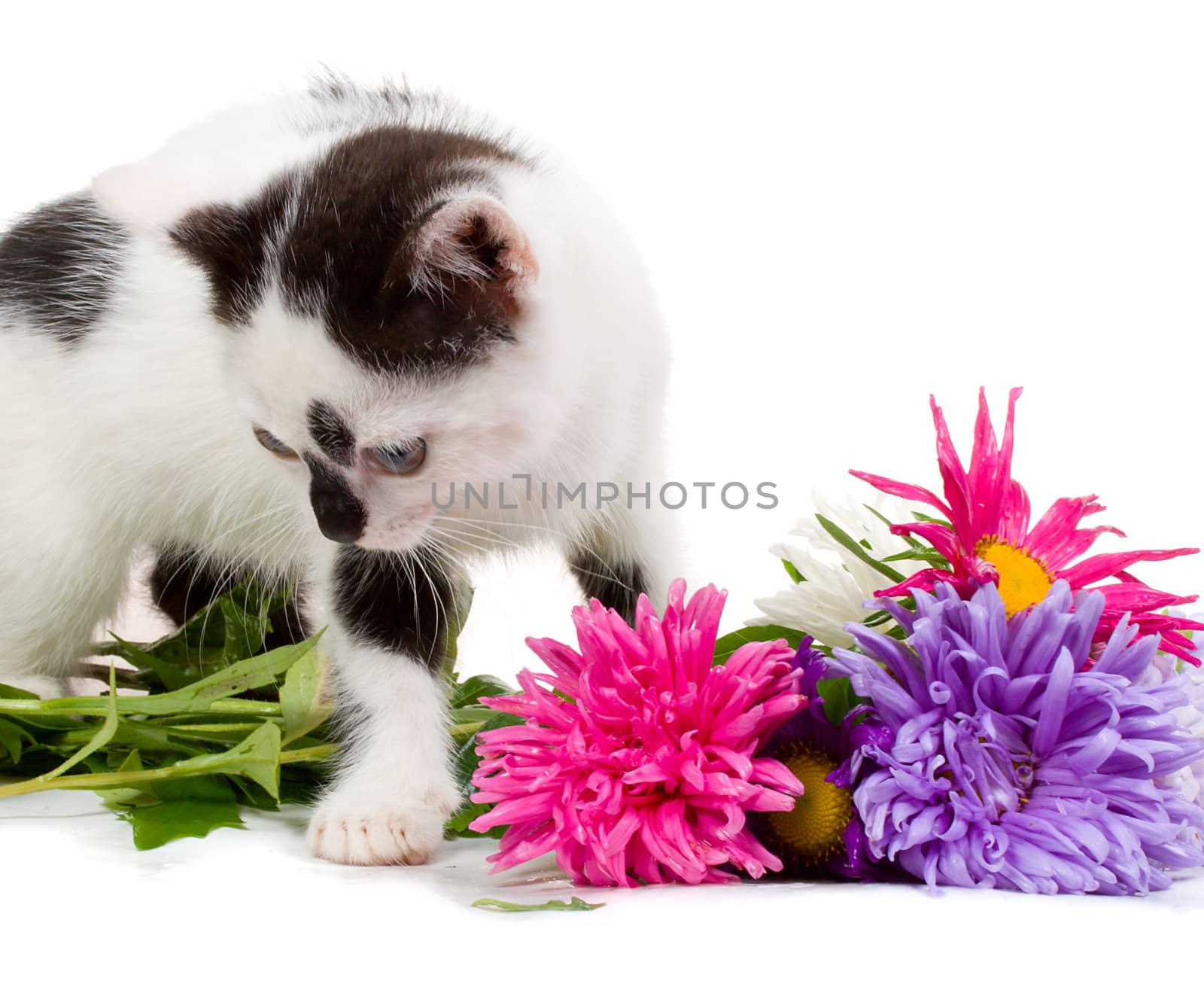 kitten taking aster flowers, isolated on white
