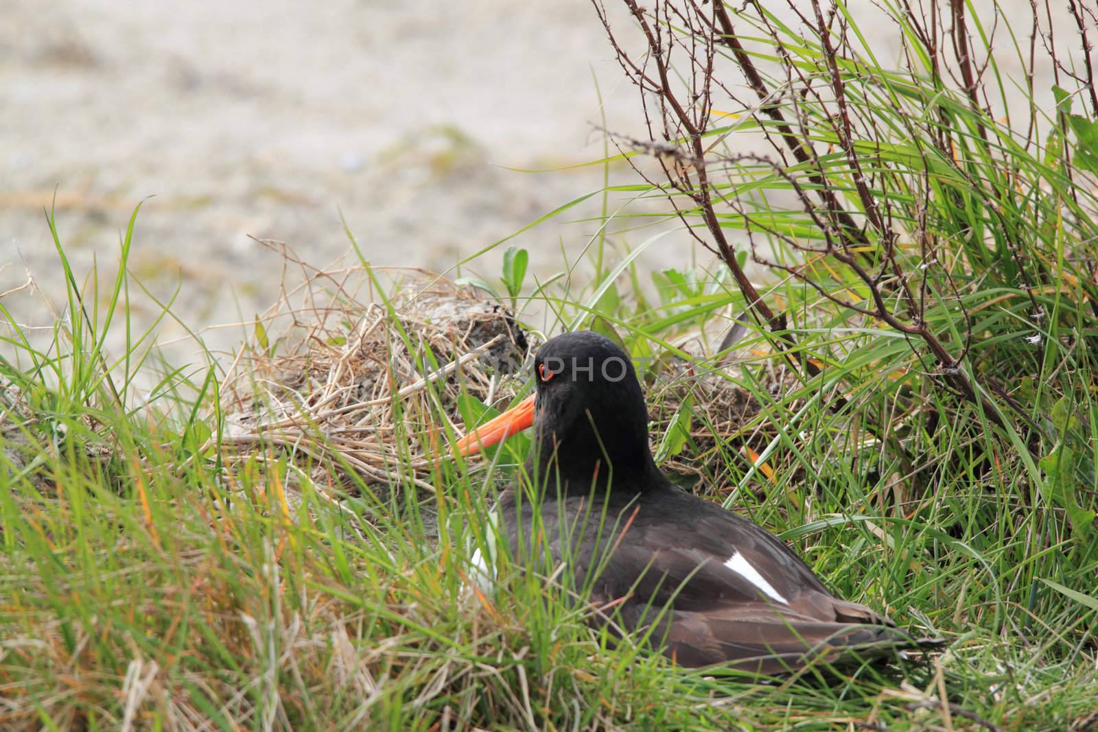 breeding oyster-catcher on nest