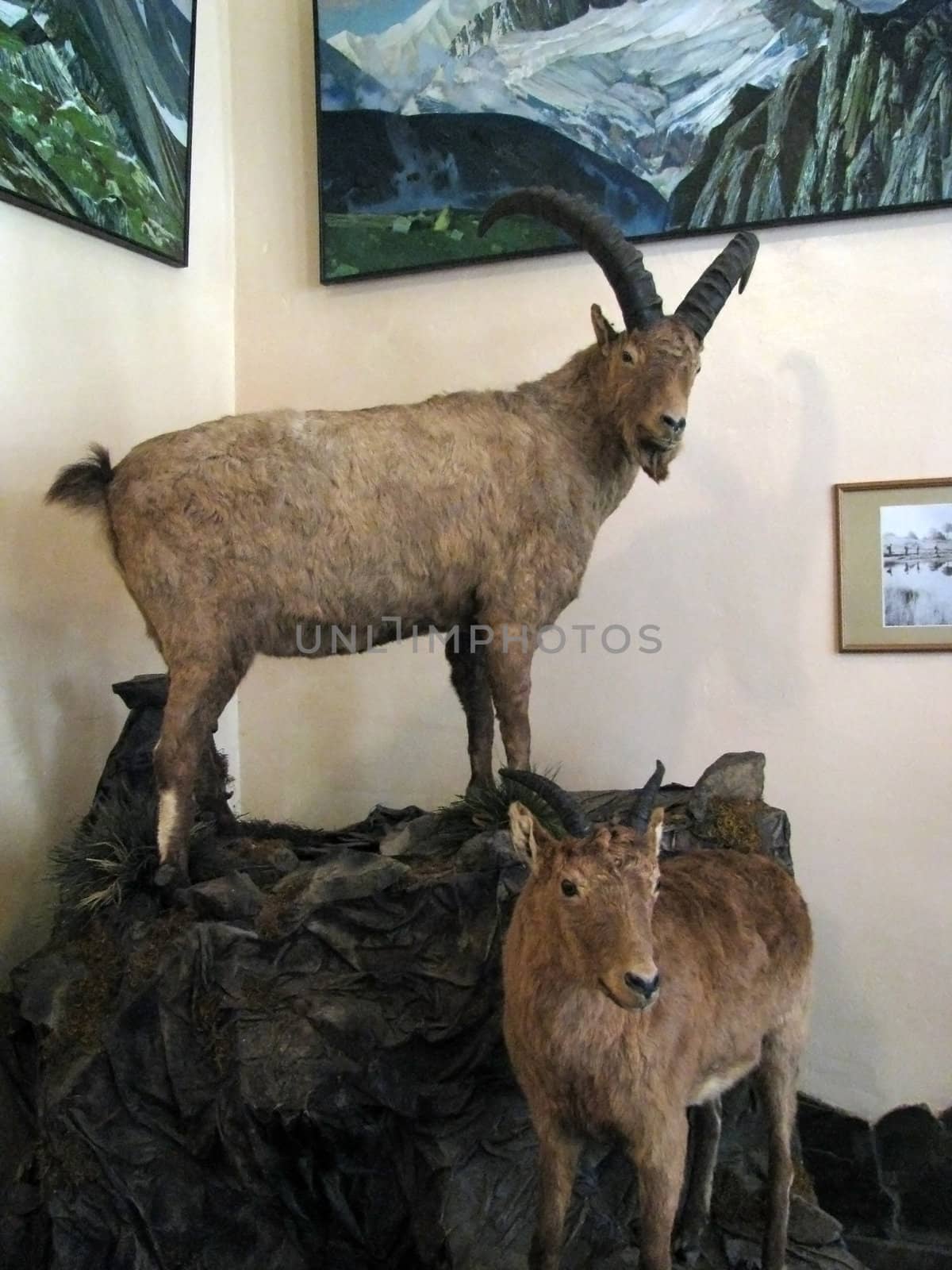 Mountain goat; round; a chamois