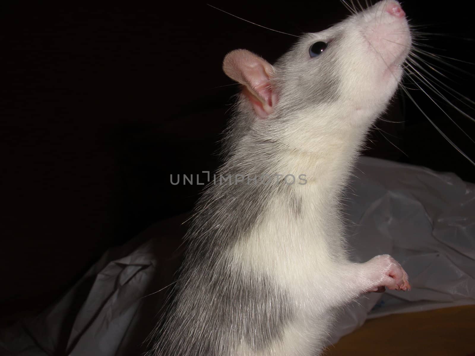 a curious rat standing up on his hind paws, sniffing