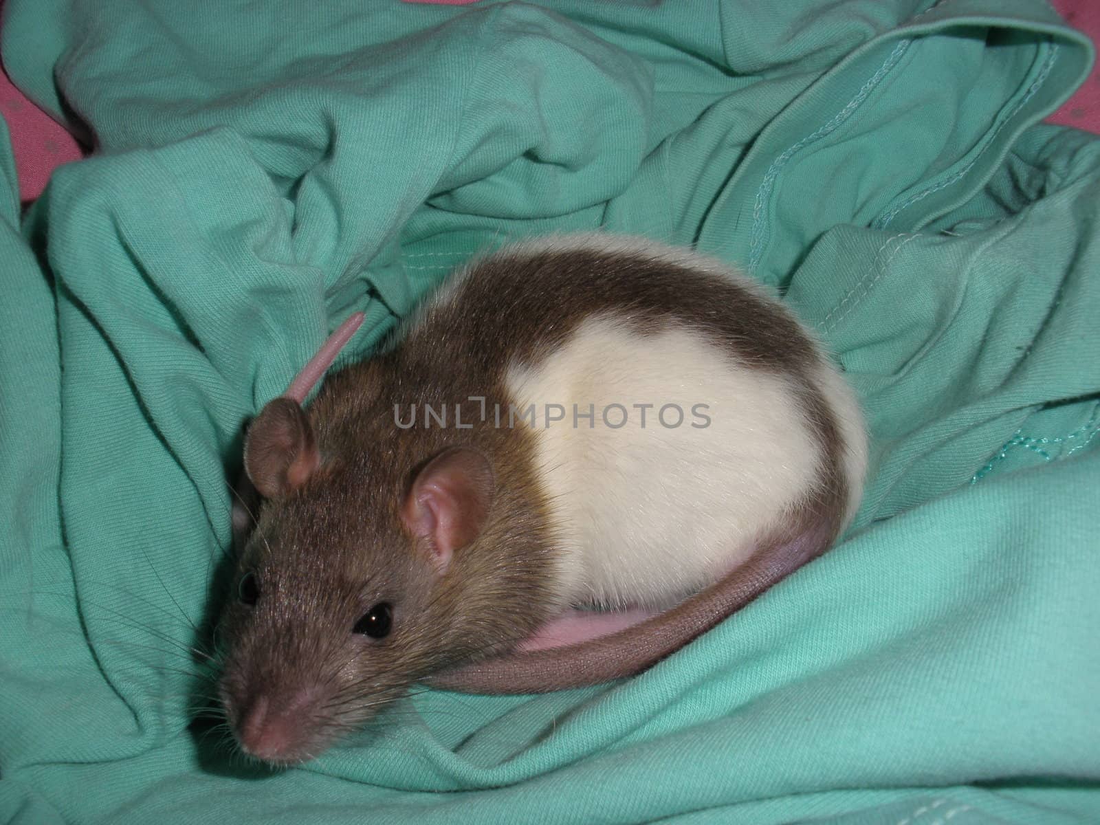 cute rat just woken up