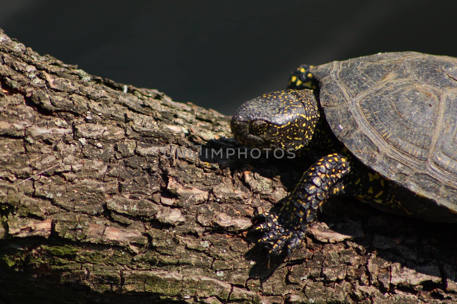 Turtle creeps on a tree trunk