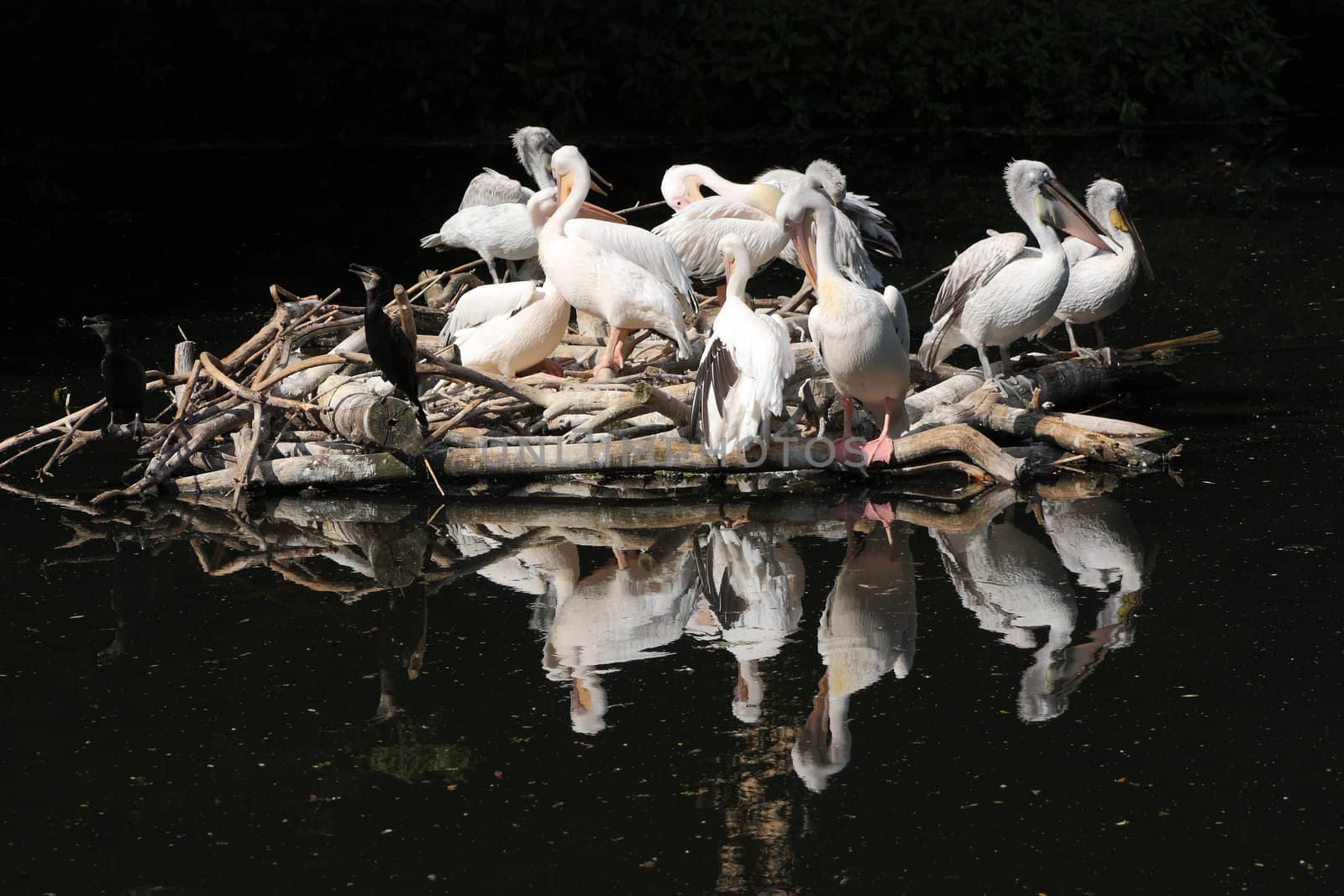 Flight of pelicans on the nest