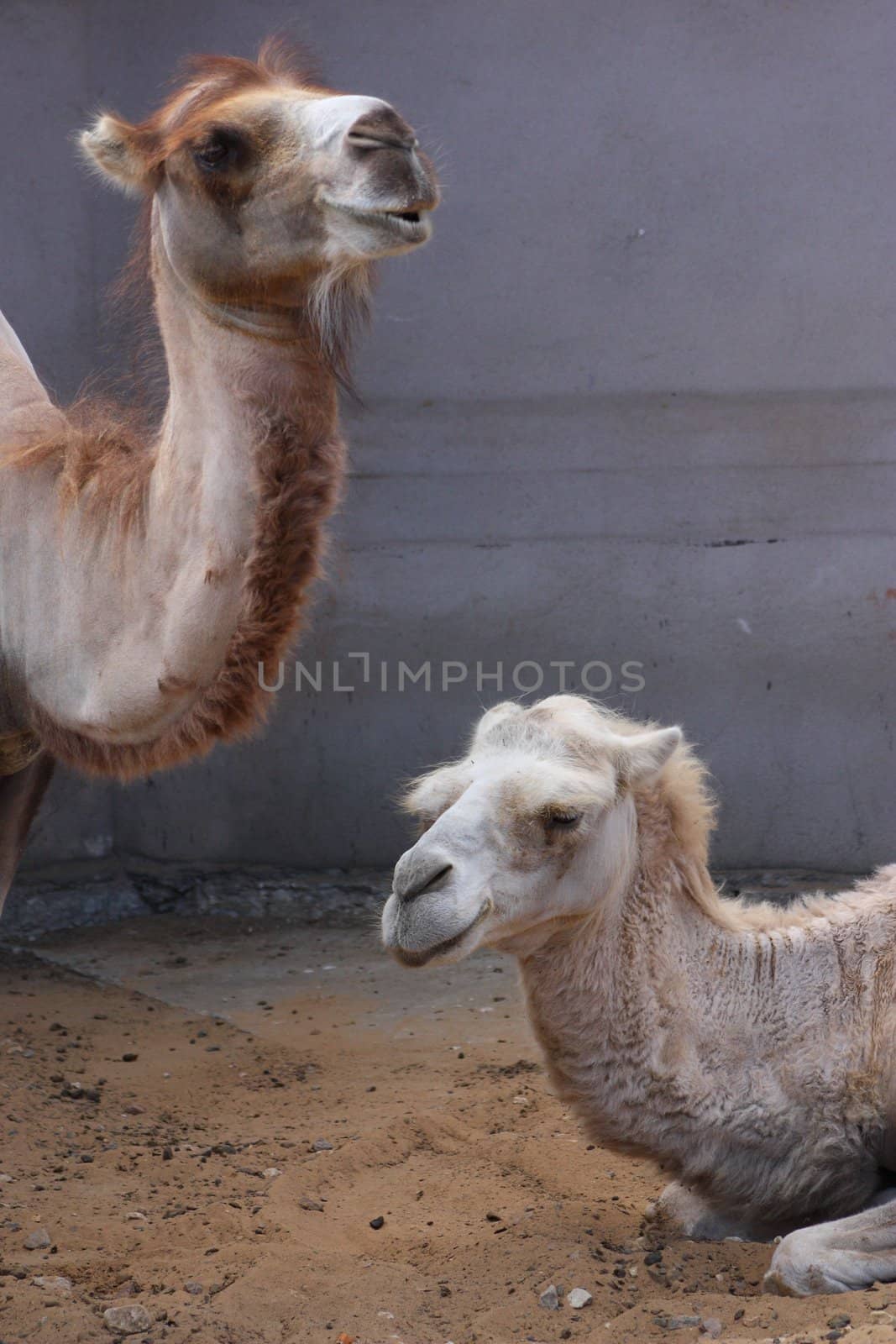 Two camels on the background of a gray wall