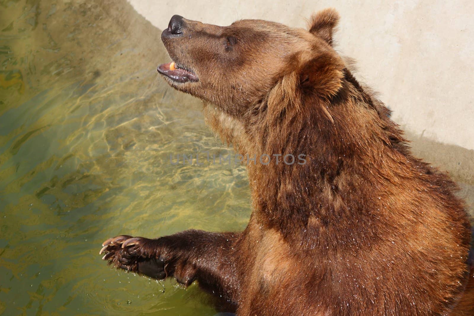 Brown bear sitting in the water by yippikaye