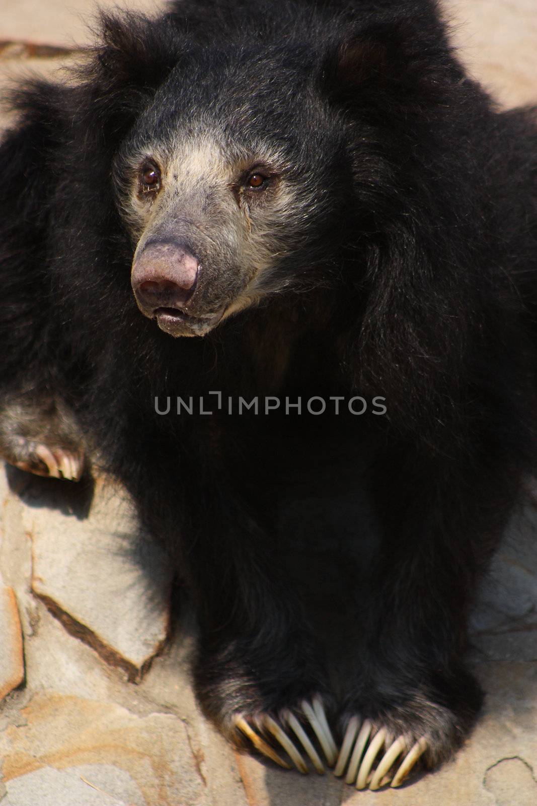 Black Sloth Bear sitting on a rock