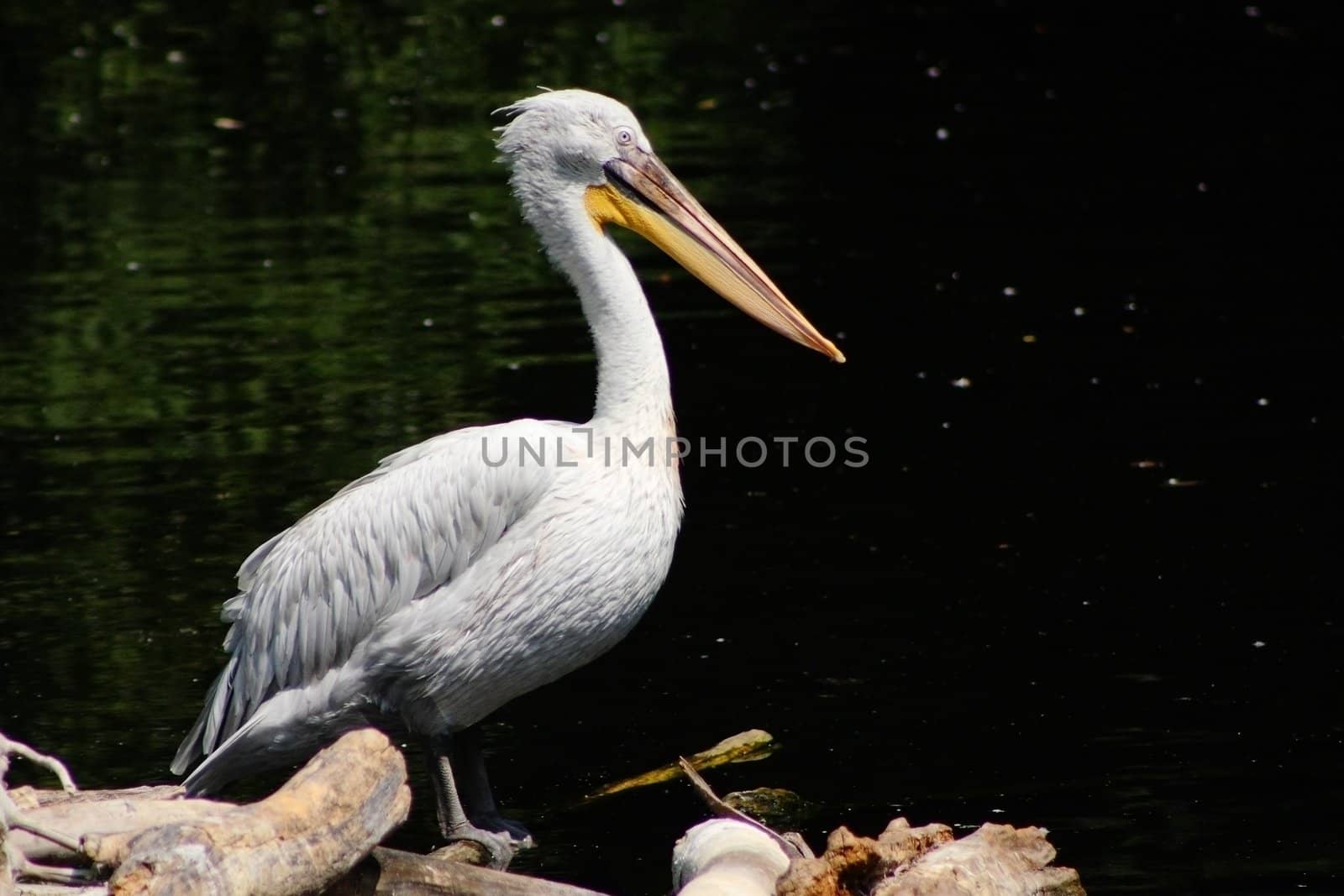 Sitting white pelican against dark water