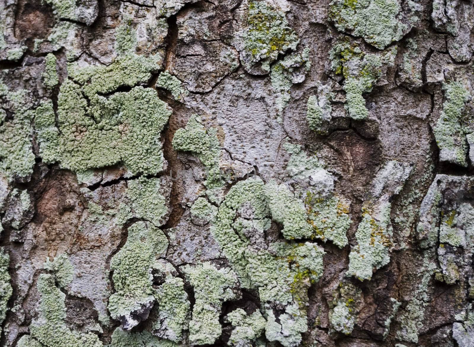 a close up of tree bark, for texture and background.