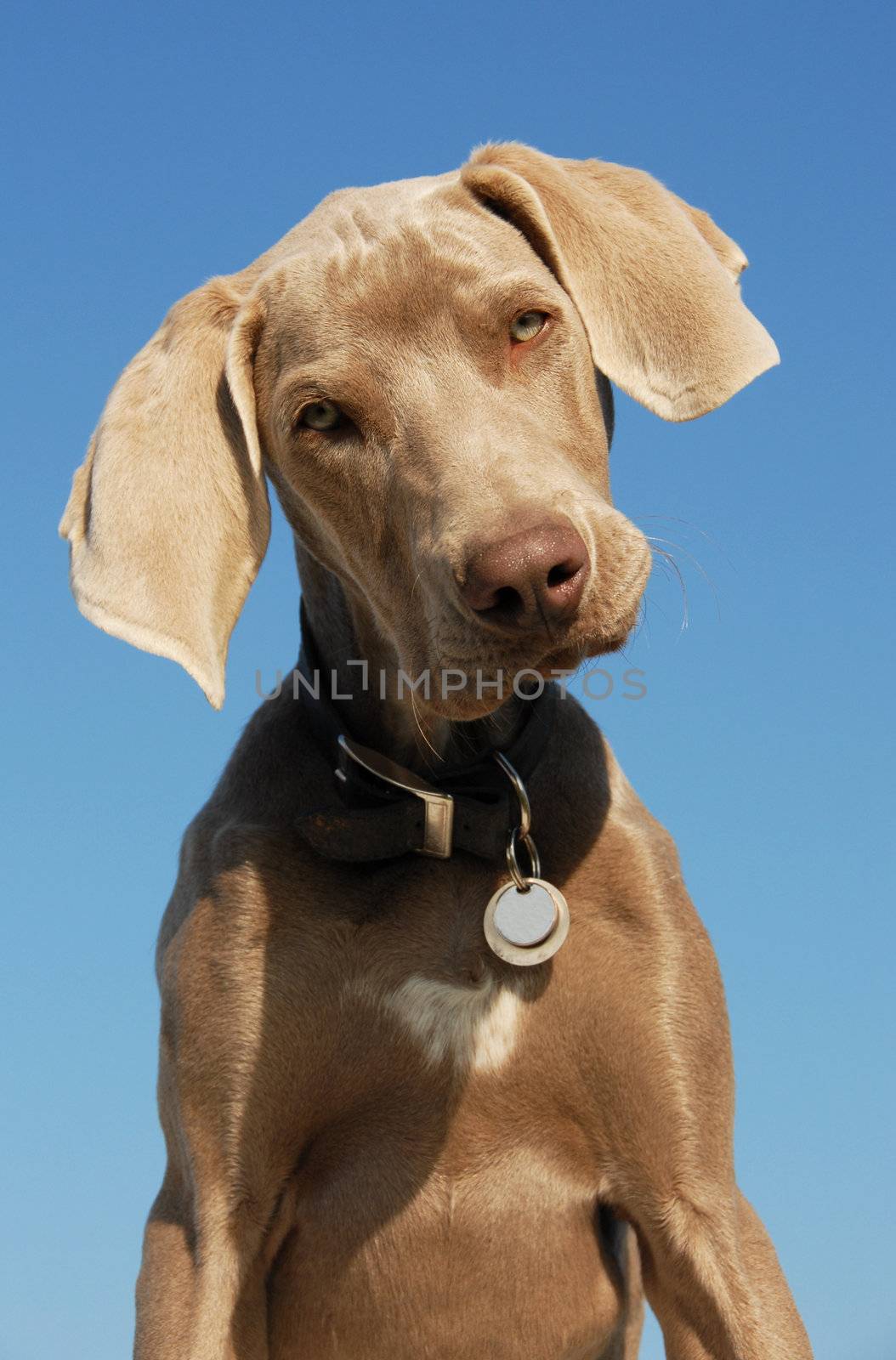 puppy weimaraner by cynoclub