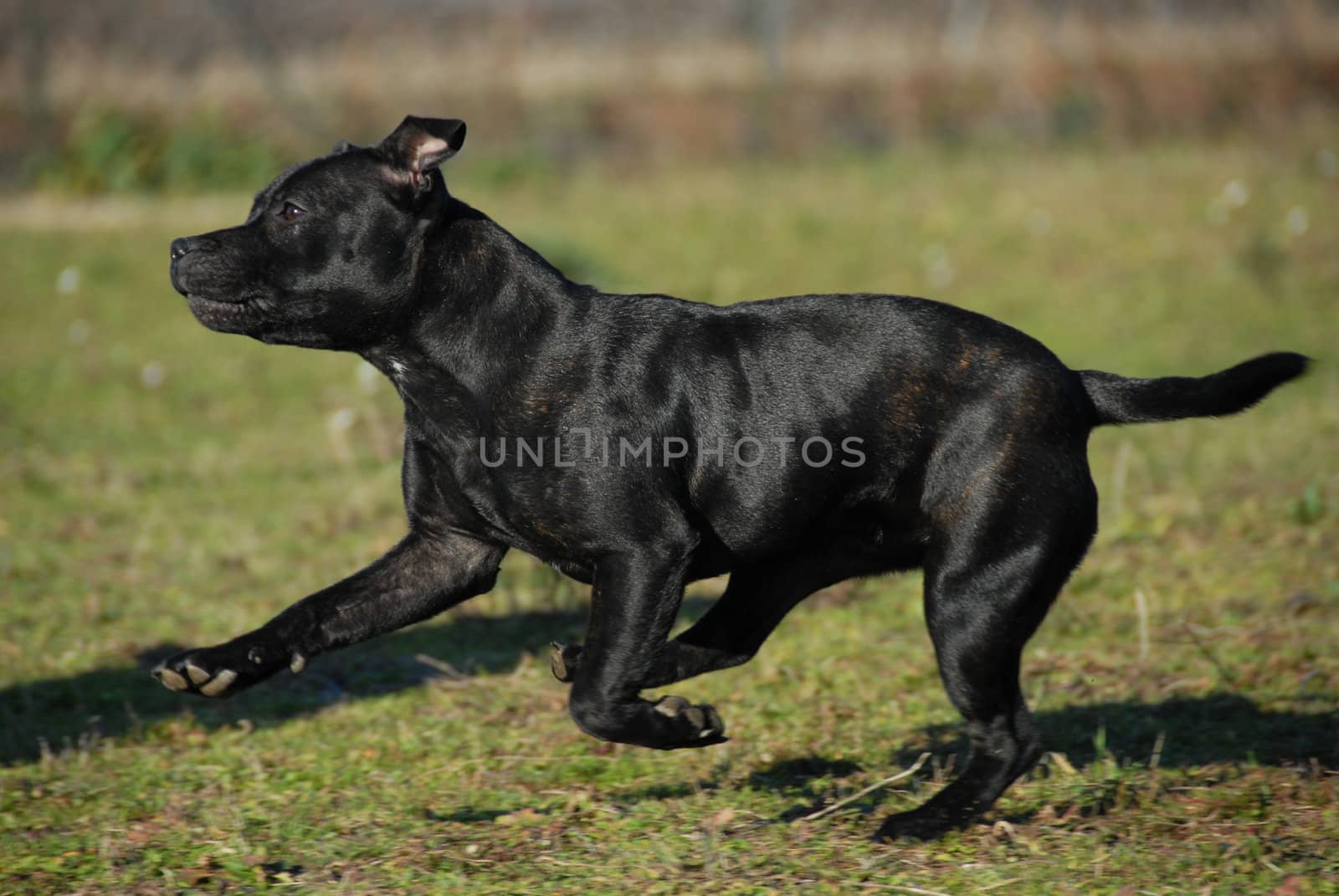 young female  purebred staffordshire bull terrier running in a field
