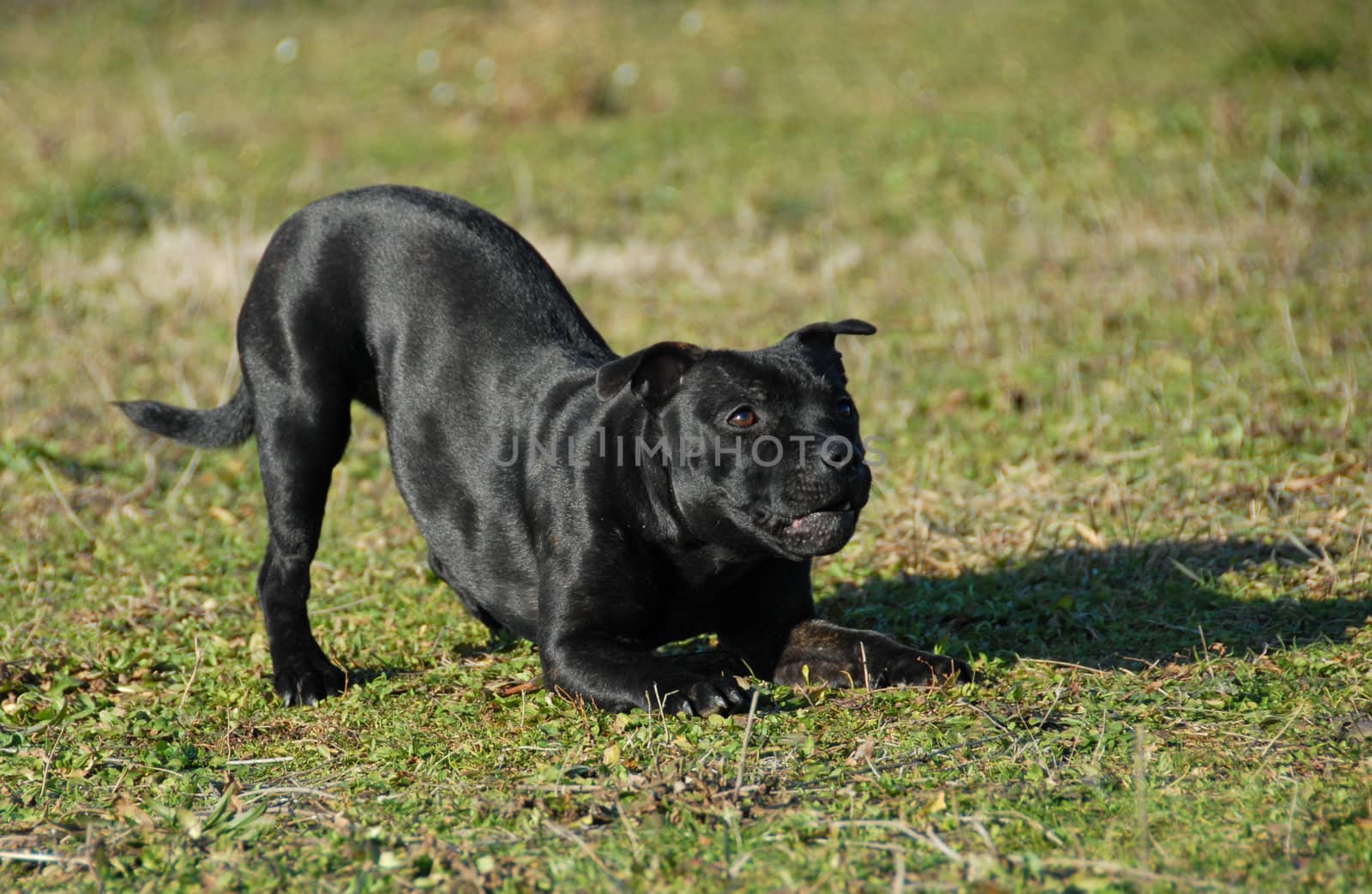 purebred staffordshire bull terrier playing in a field