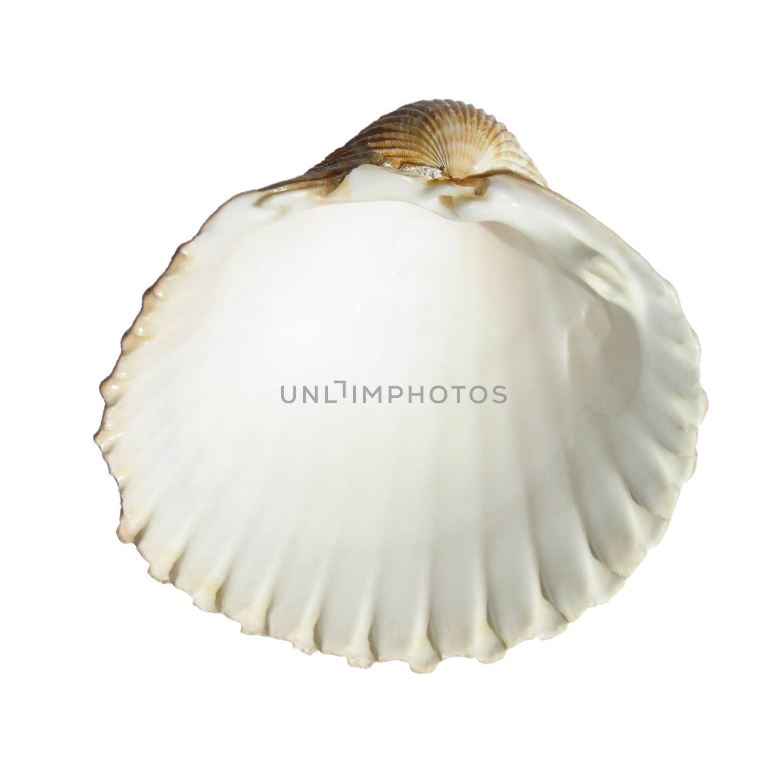 Isolated sea shell over white background