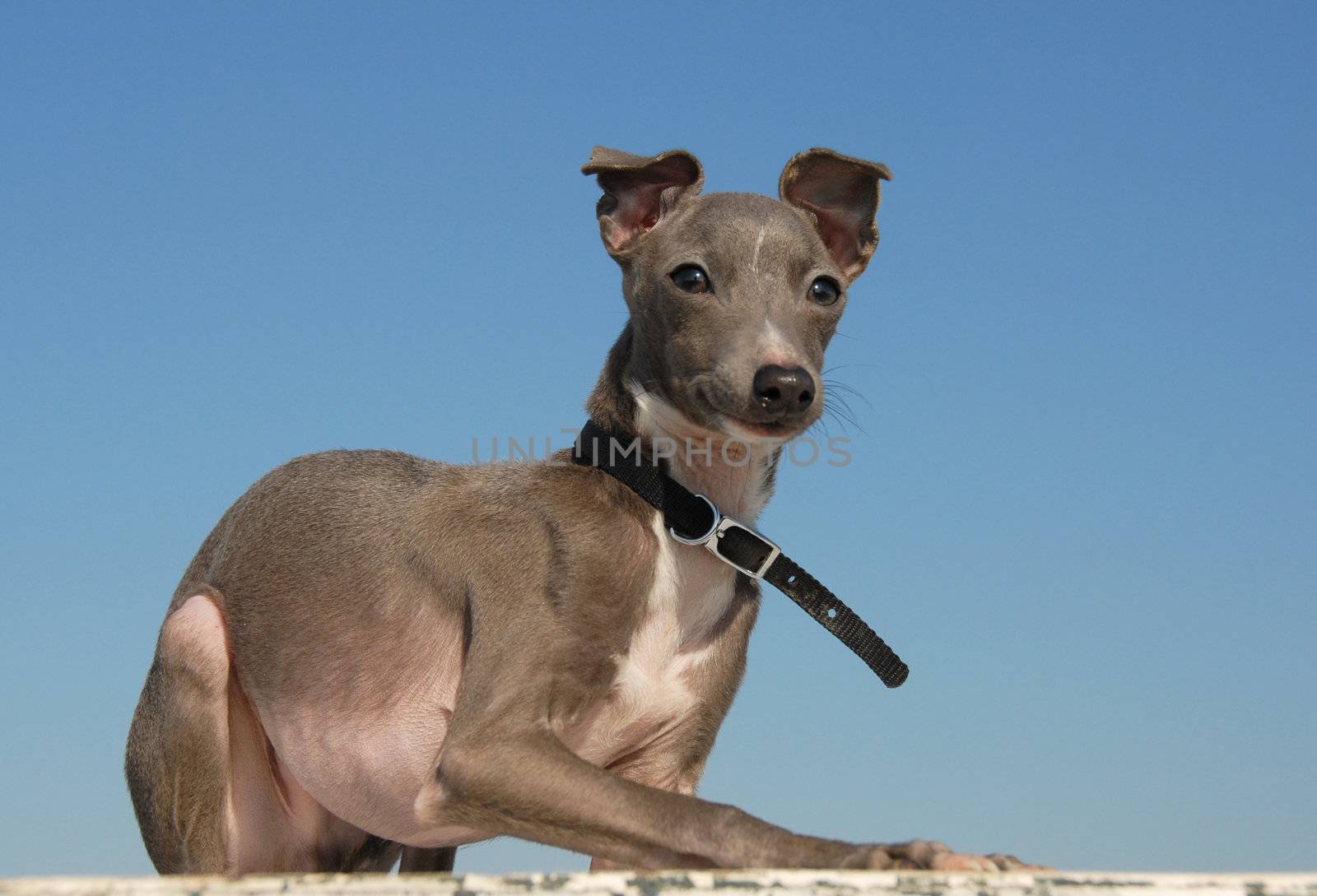 portrait of a grey puppy purebred italian greyhound