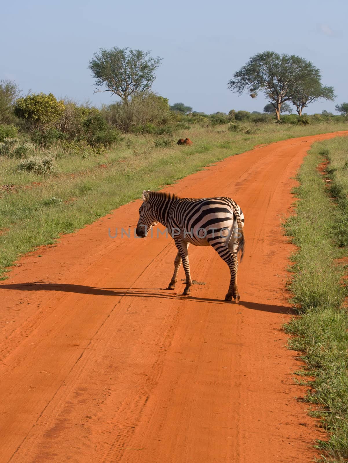 african Zebra