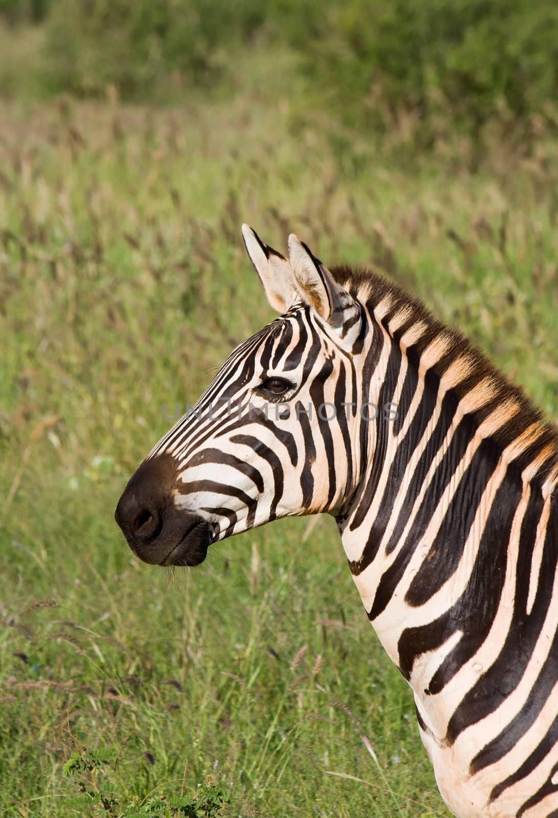 african Zebra