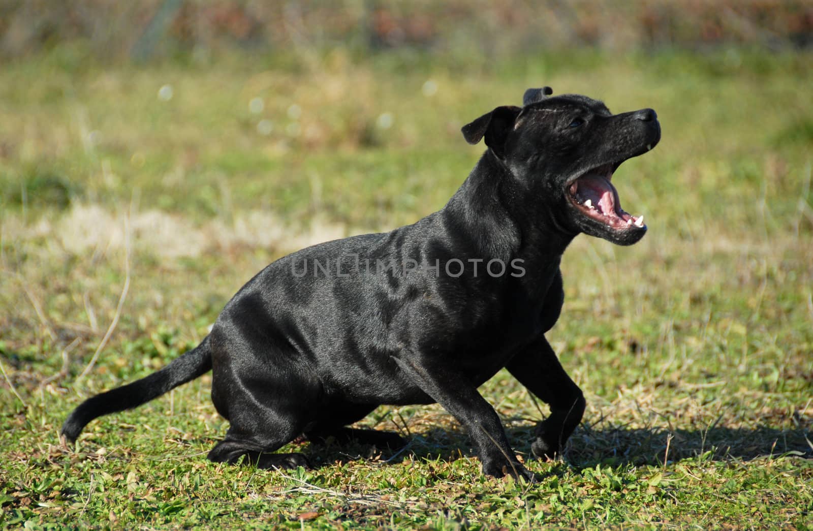 purebred staffordshire bull terrier yawning in a field